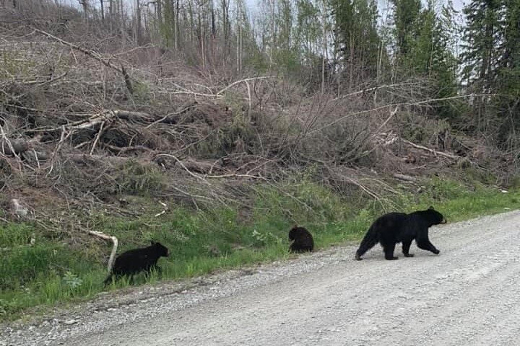 Ketchikan Private Wildlife Tour - Image 6