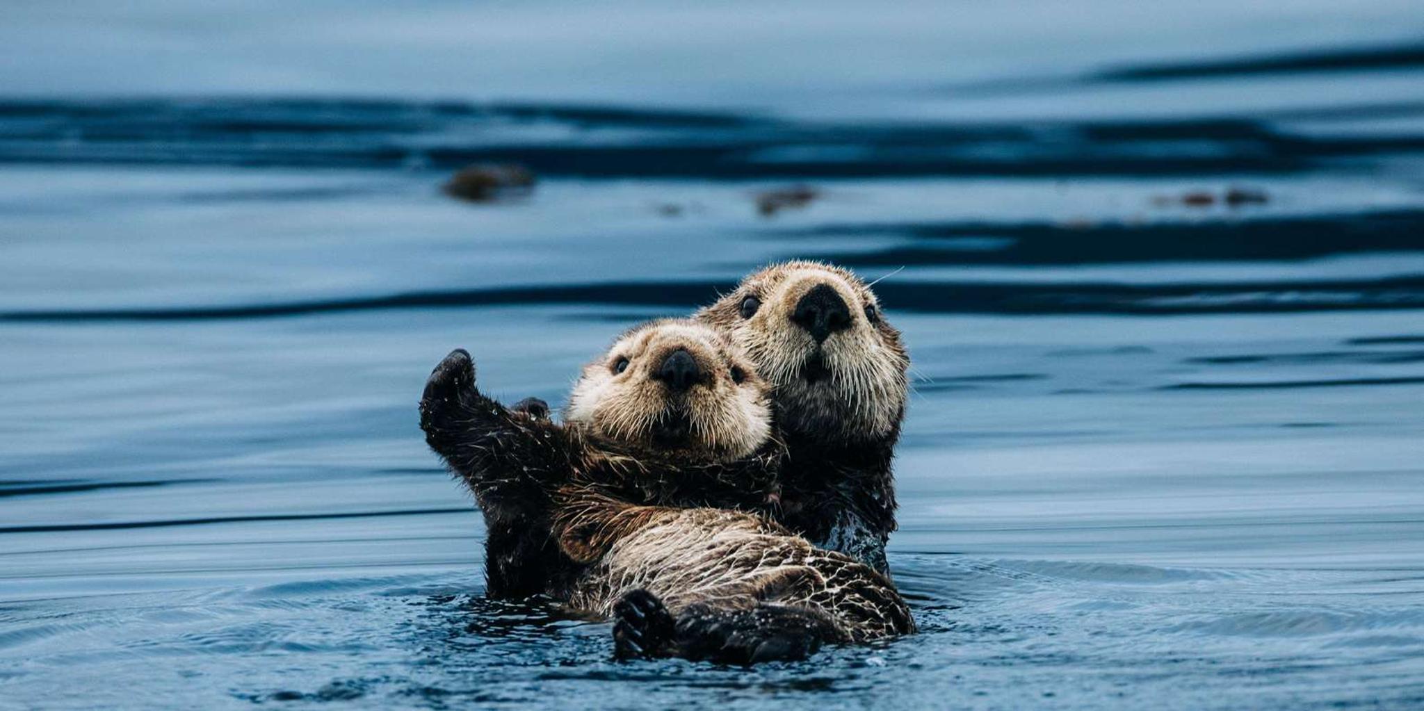 Sitka Wildlife Adventure - Image 4