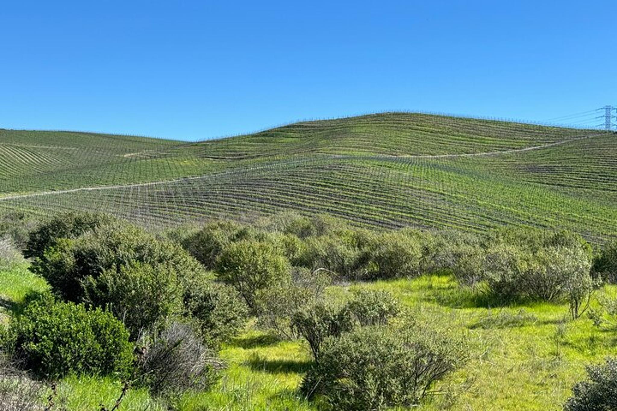 Healdsburg Wine Tour with Luxury SUV 6 hr - Image 5