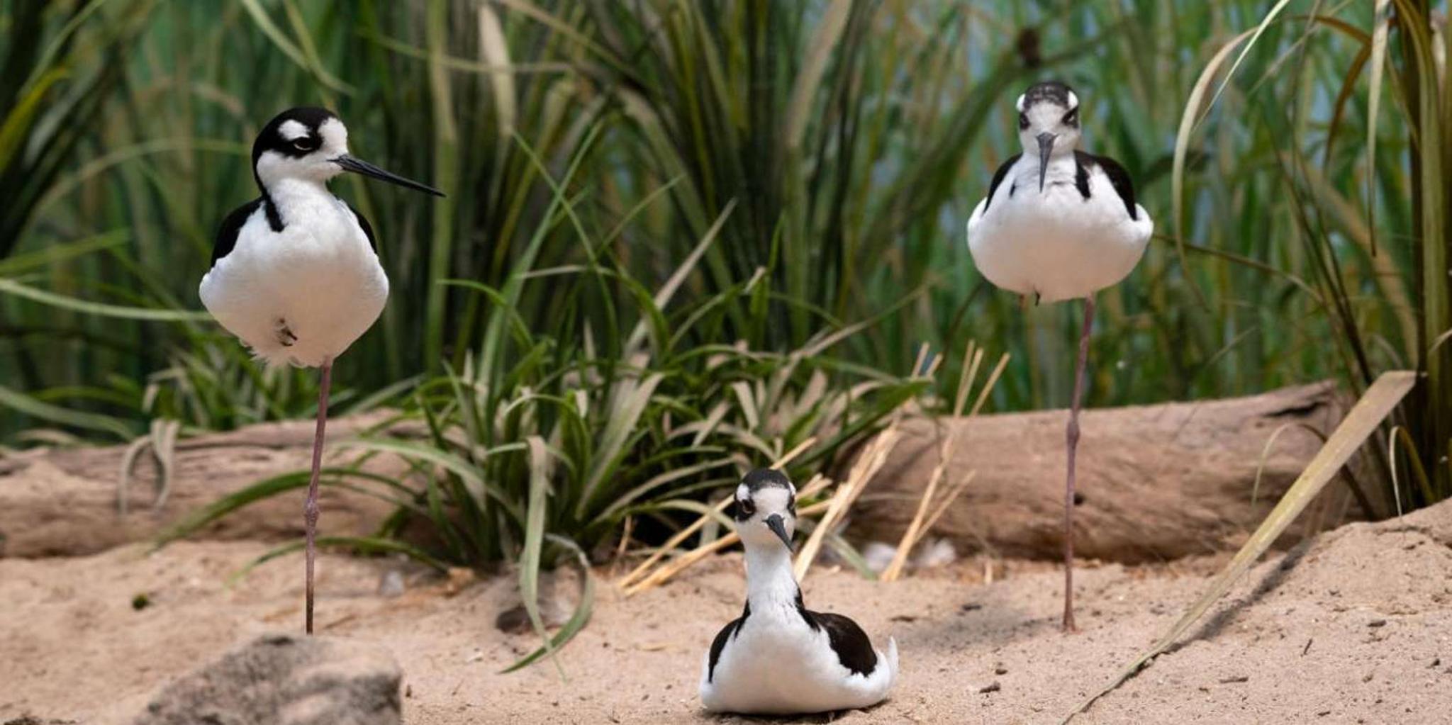 New York Aquarium Entry Ticket - Image 5