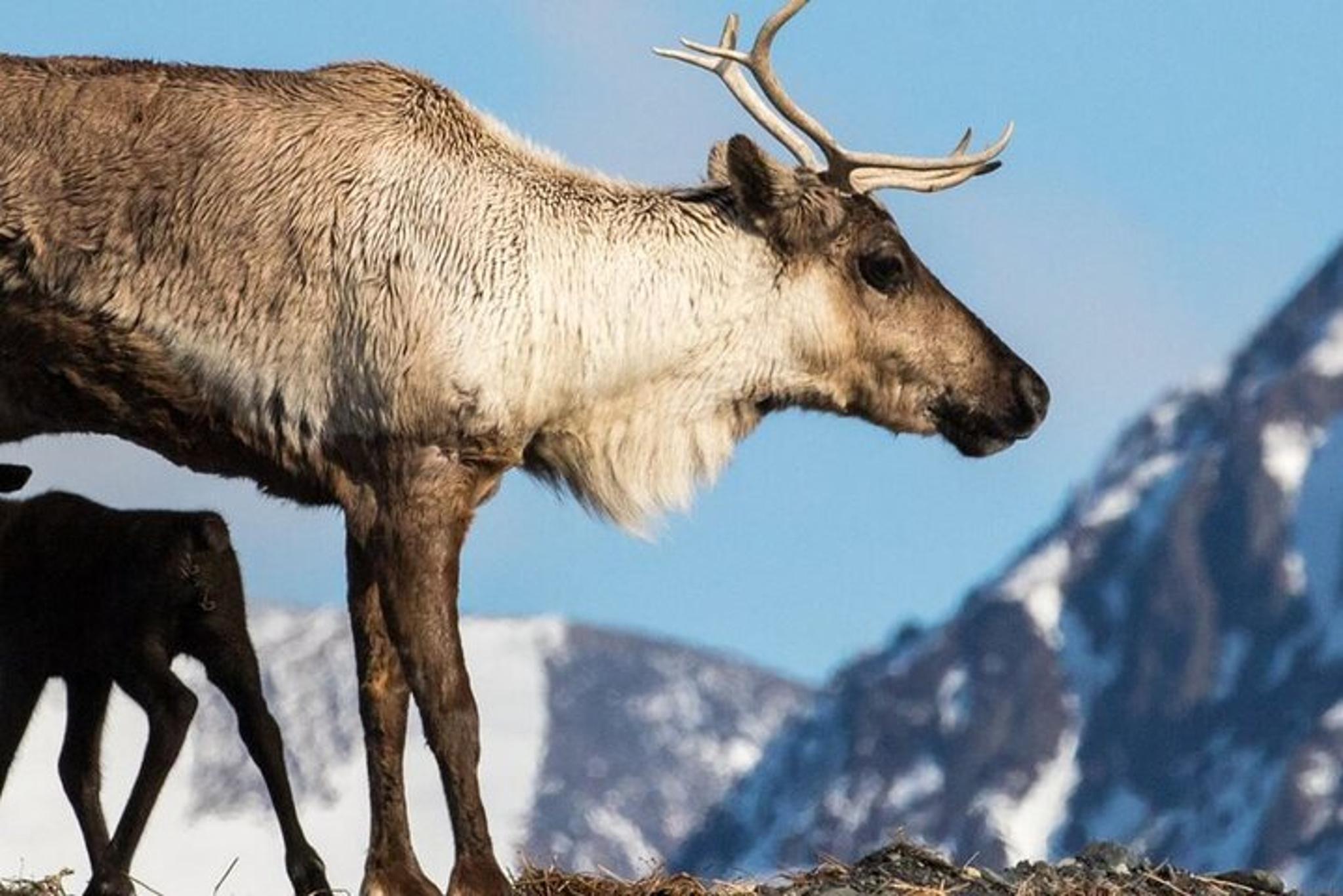 Anchorage Wildlife Center and Turnagain Arm Tour - Image 4