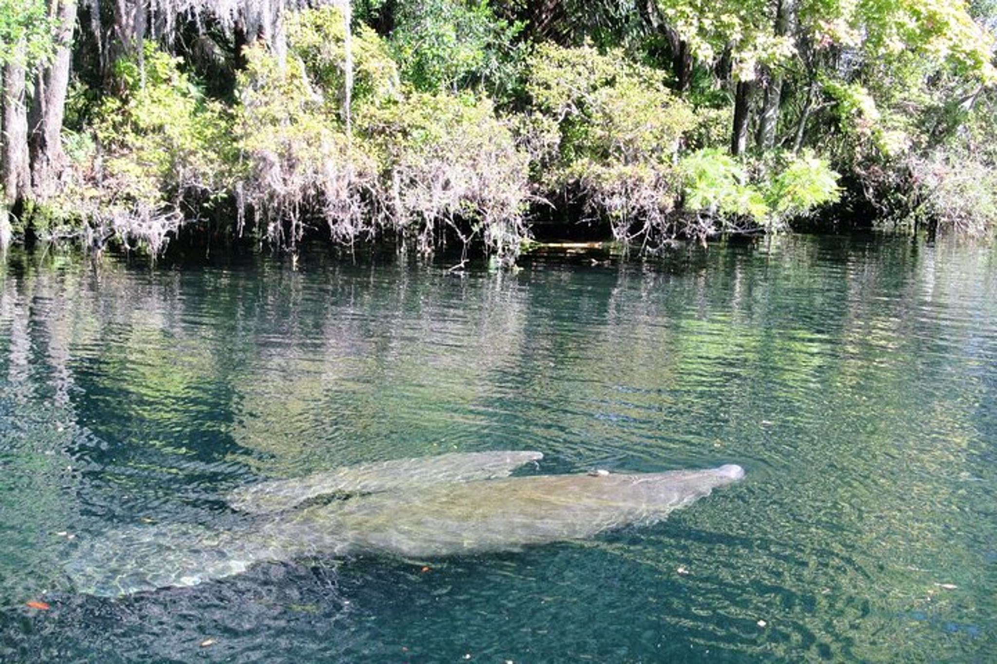 Crystal River Manatee & Wildlife Viewing Cruise 90 min