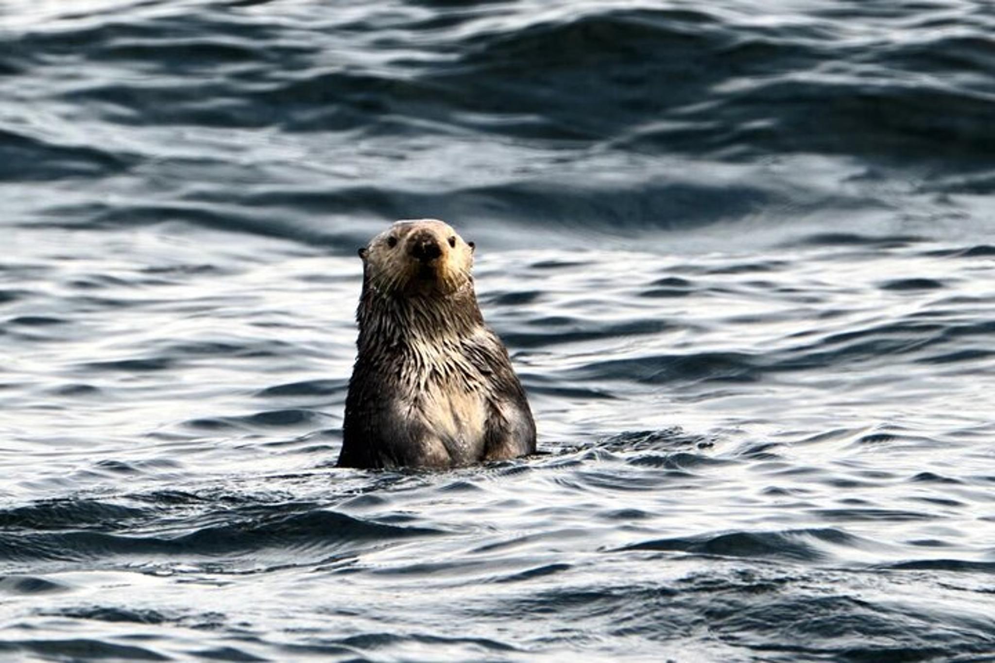 Sitka Marine Wildlife Tour - Image 1