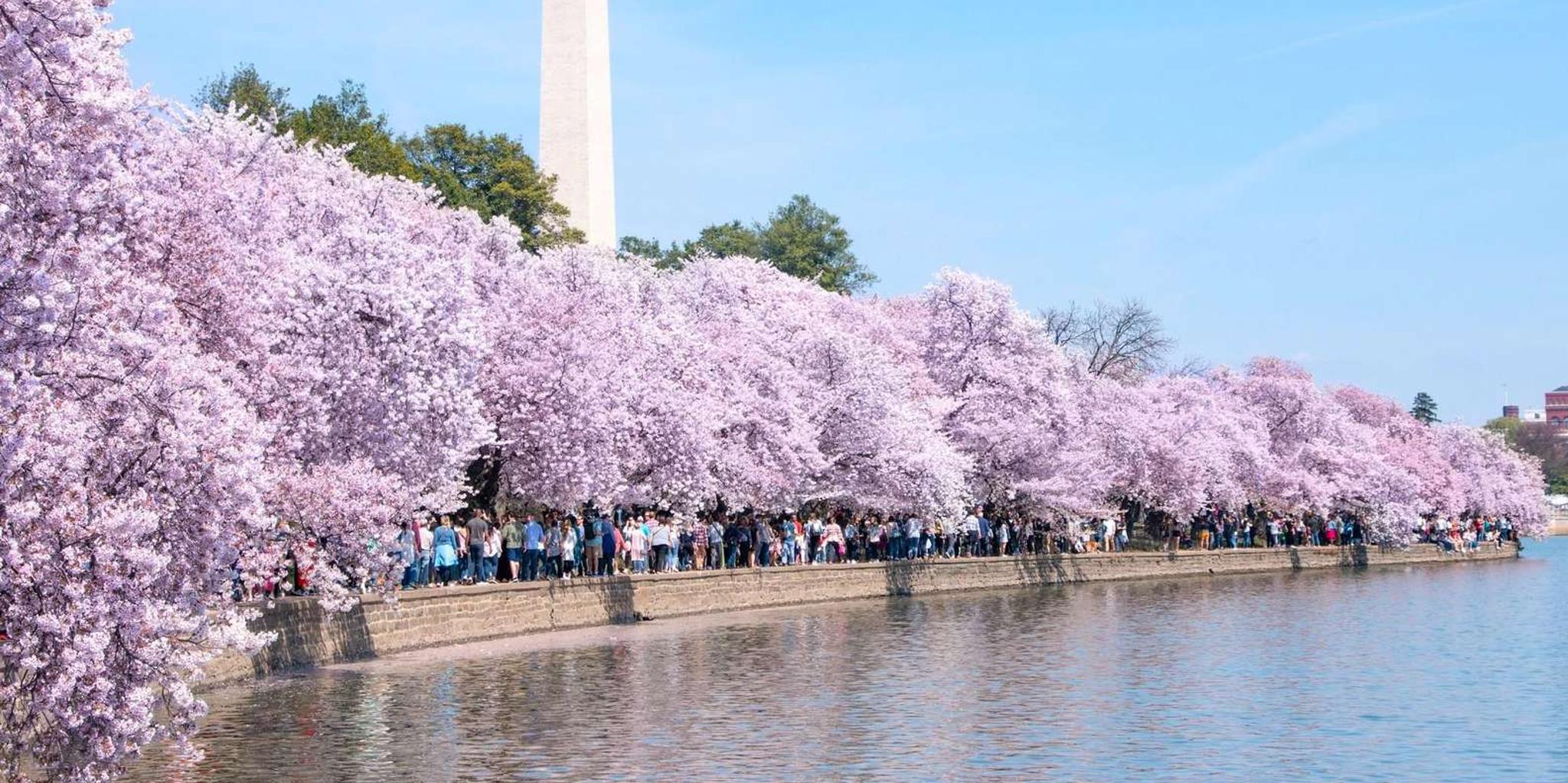 Washington DC Monuments and Cherry Blossoms Tour
