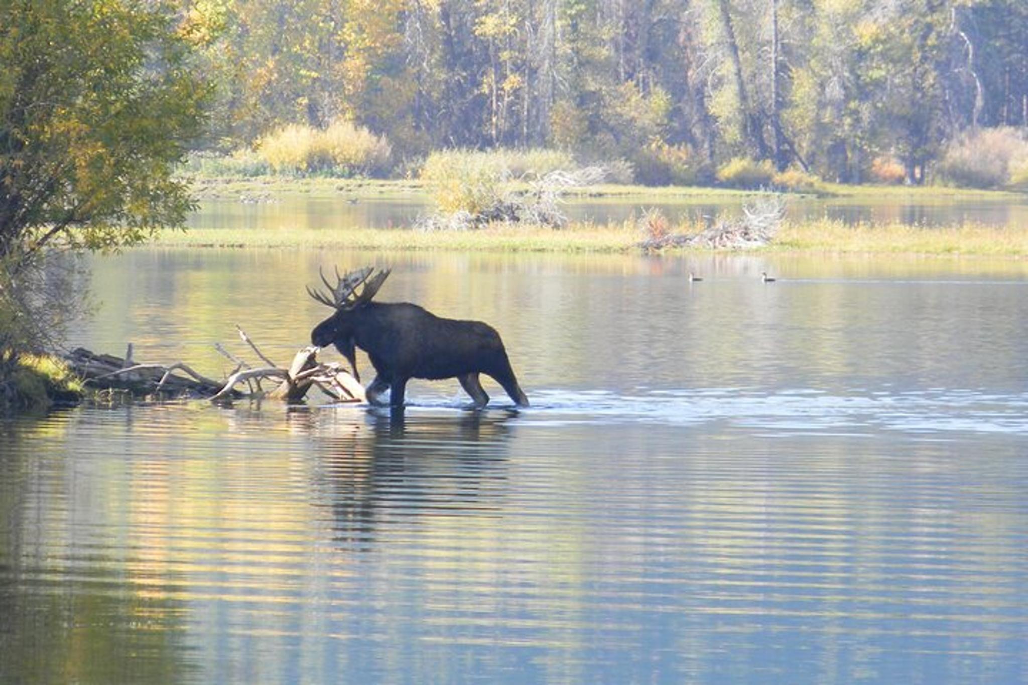 Grand Teton National Park Half-Day Tour with Picnic - Image 3