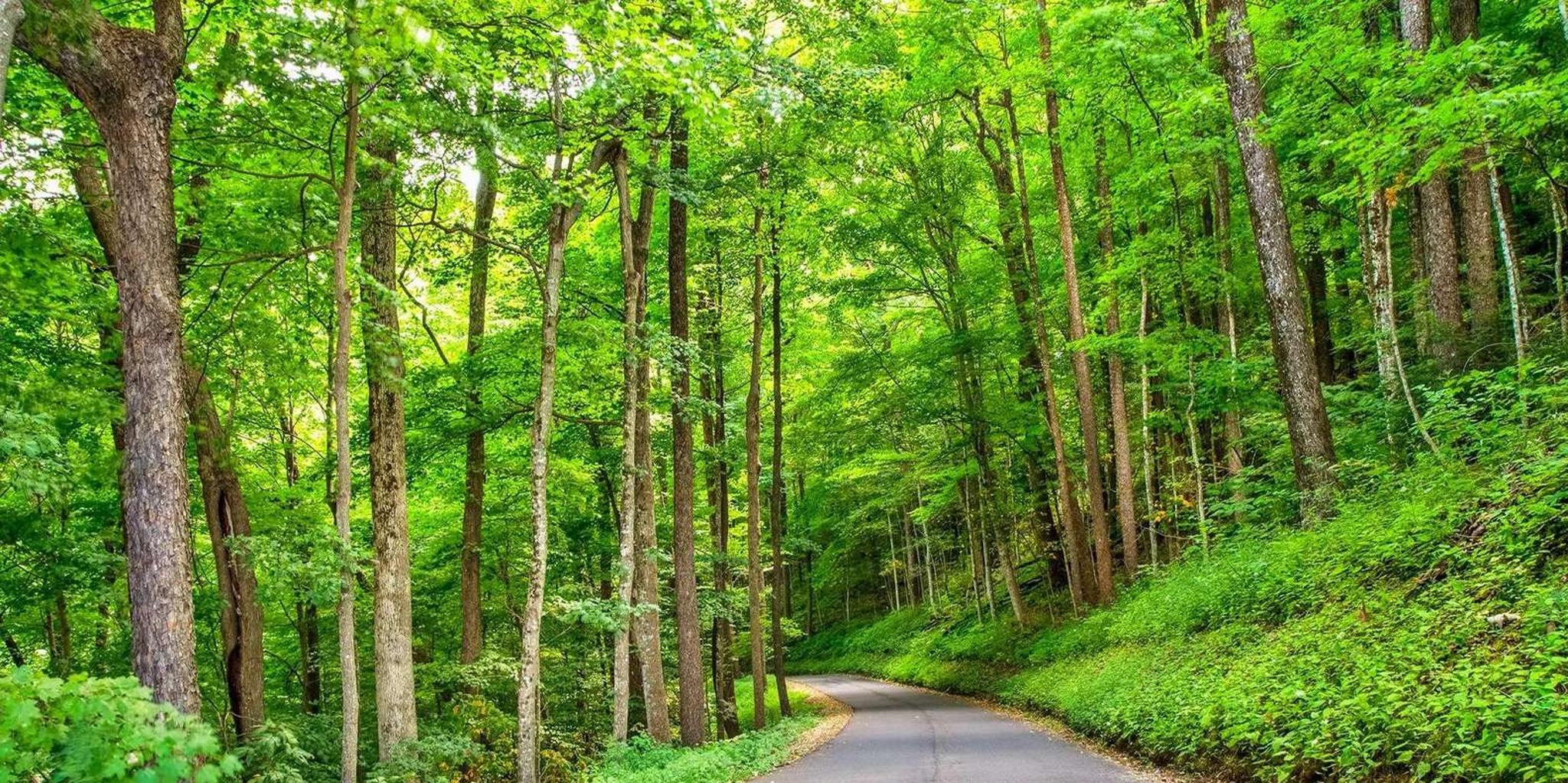 Pigeon Forge Smoky Mountains Jeep Tour - Image 4