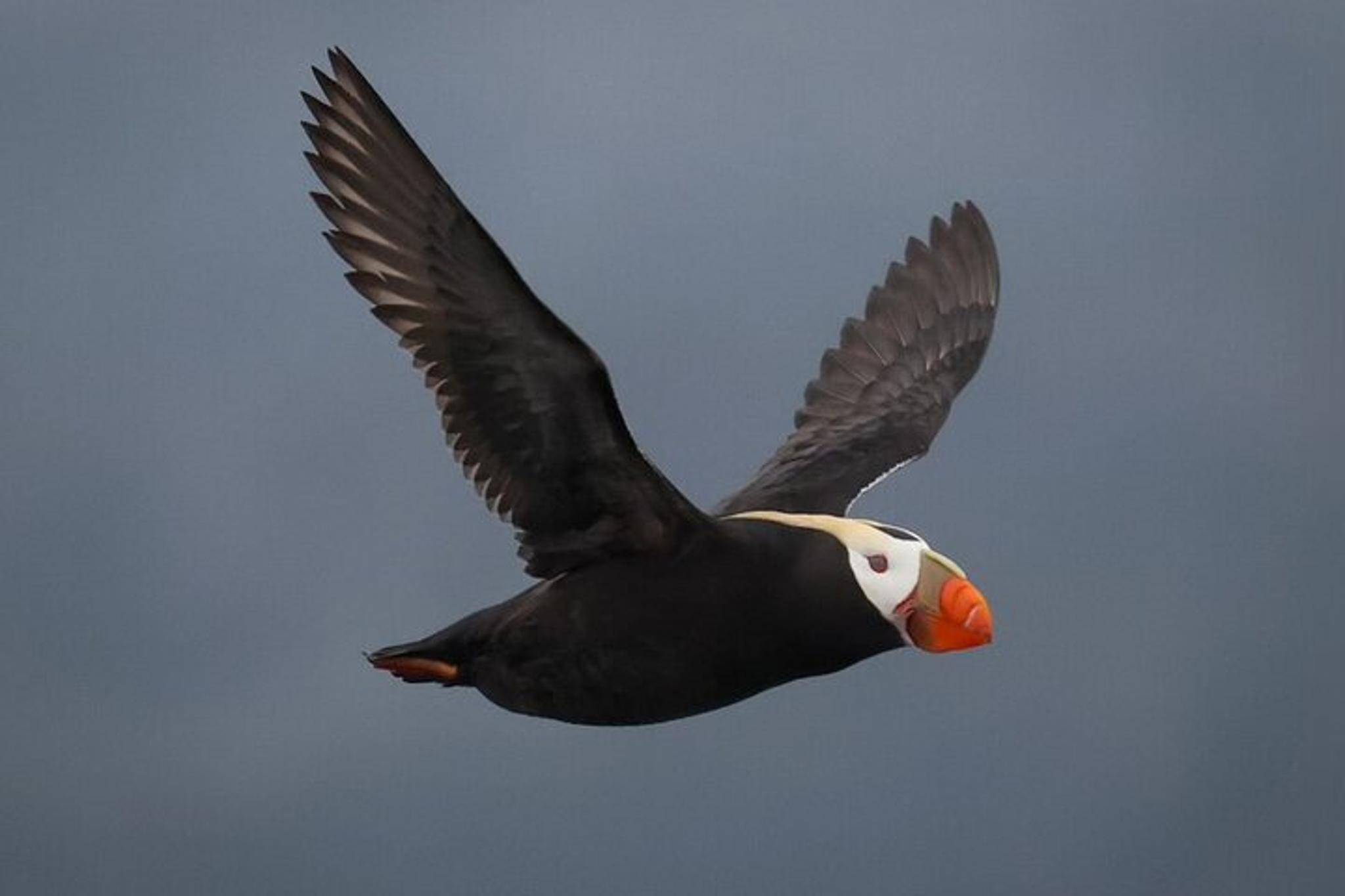 Sitka Whale Watching Wildlife Excursion - Image 6