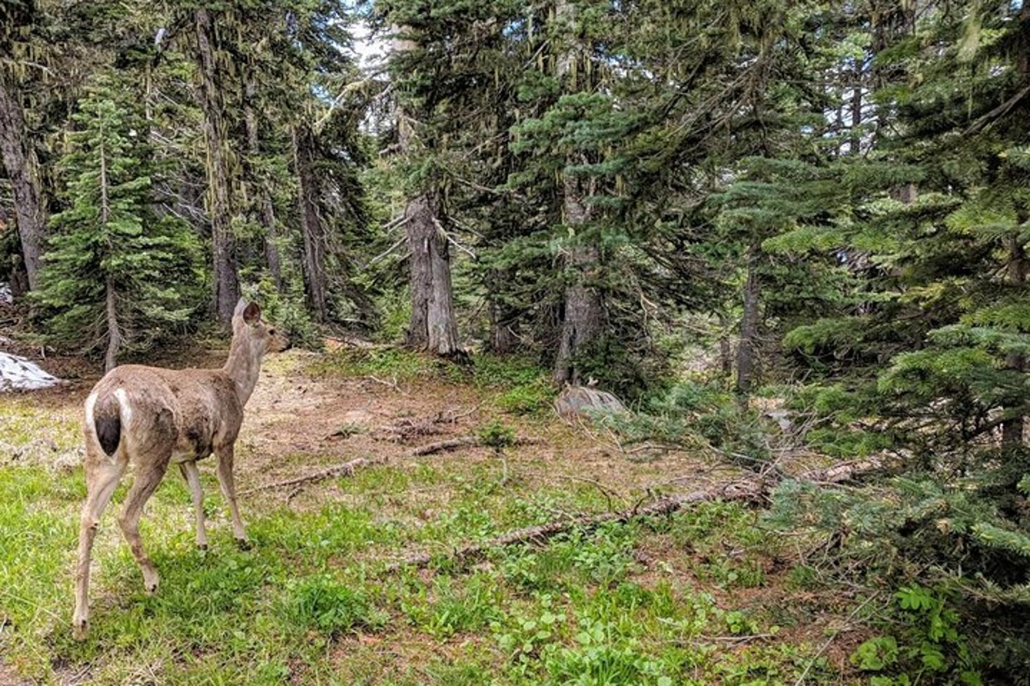 Olympic National Park Private Day Tour with Lunch - Image 3
