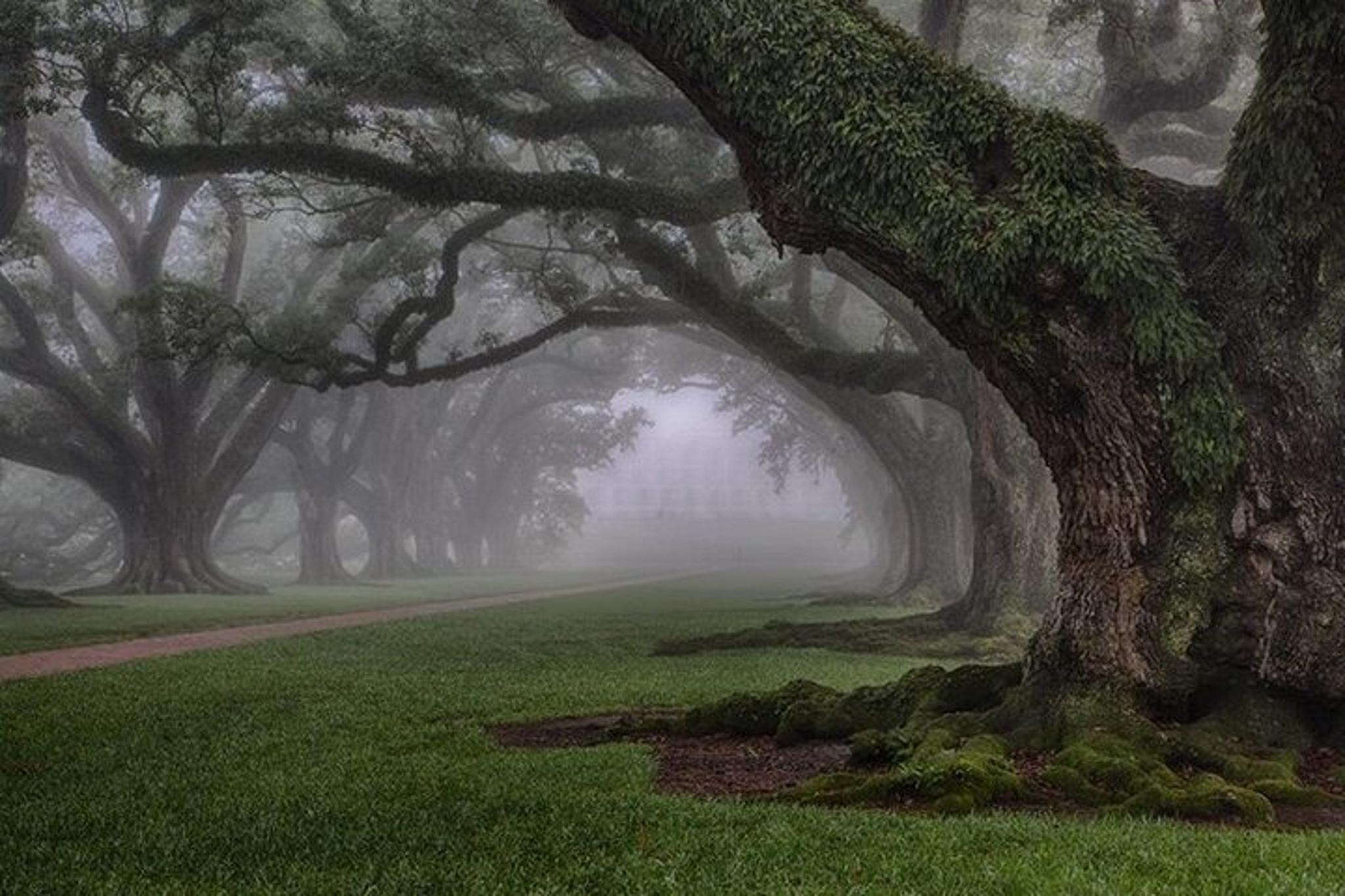 New Orleans Oak Alley Plantation Guided Tour - Image 4