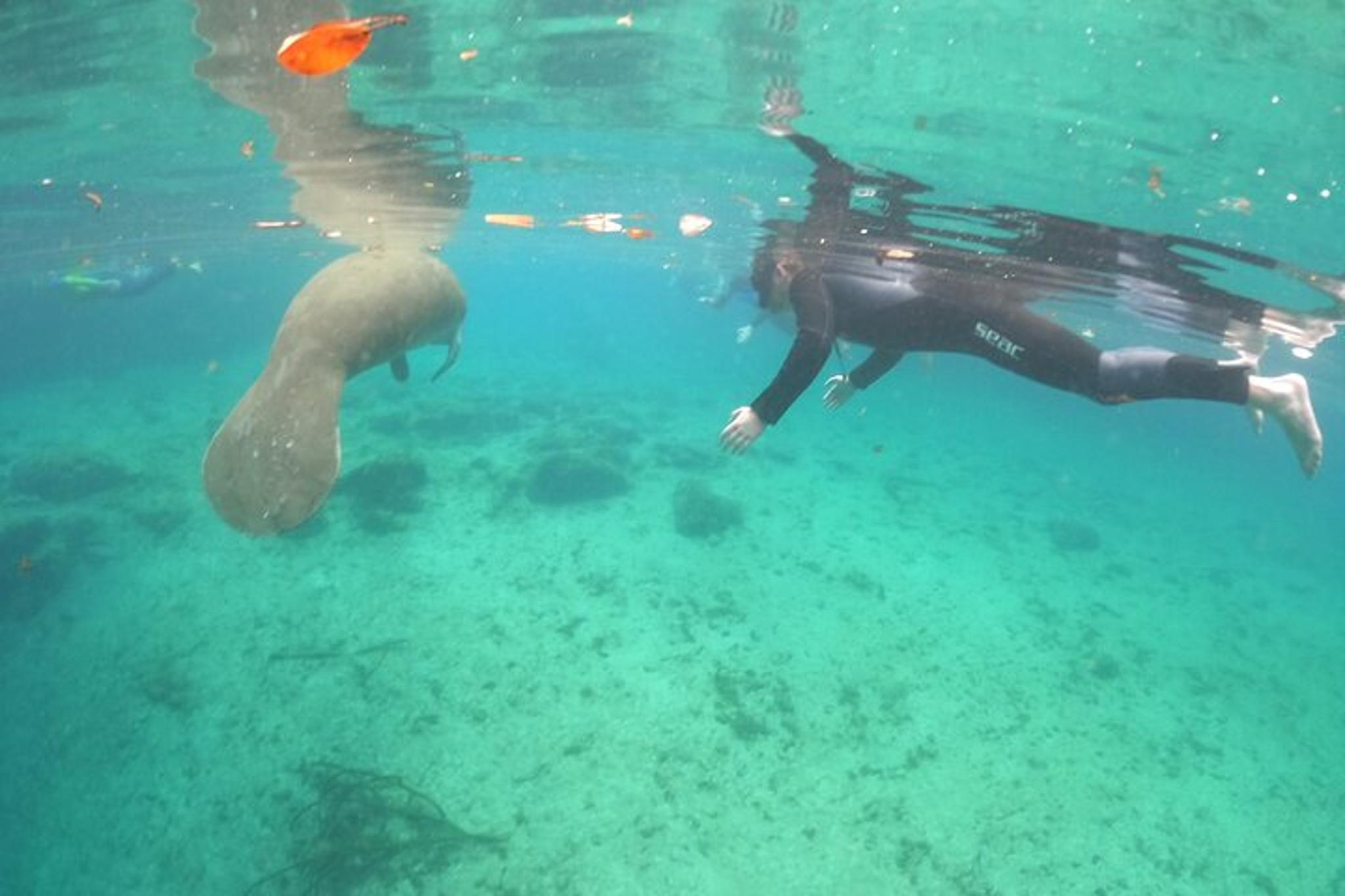 Crystal River Manatee Snorkel Tour with Free Photos - Image 3