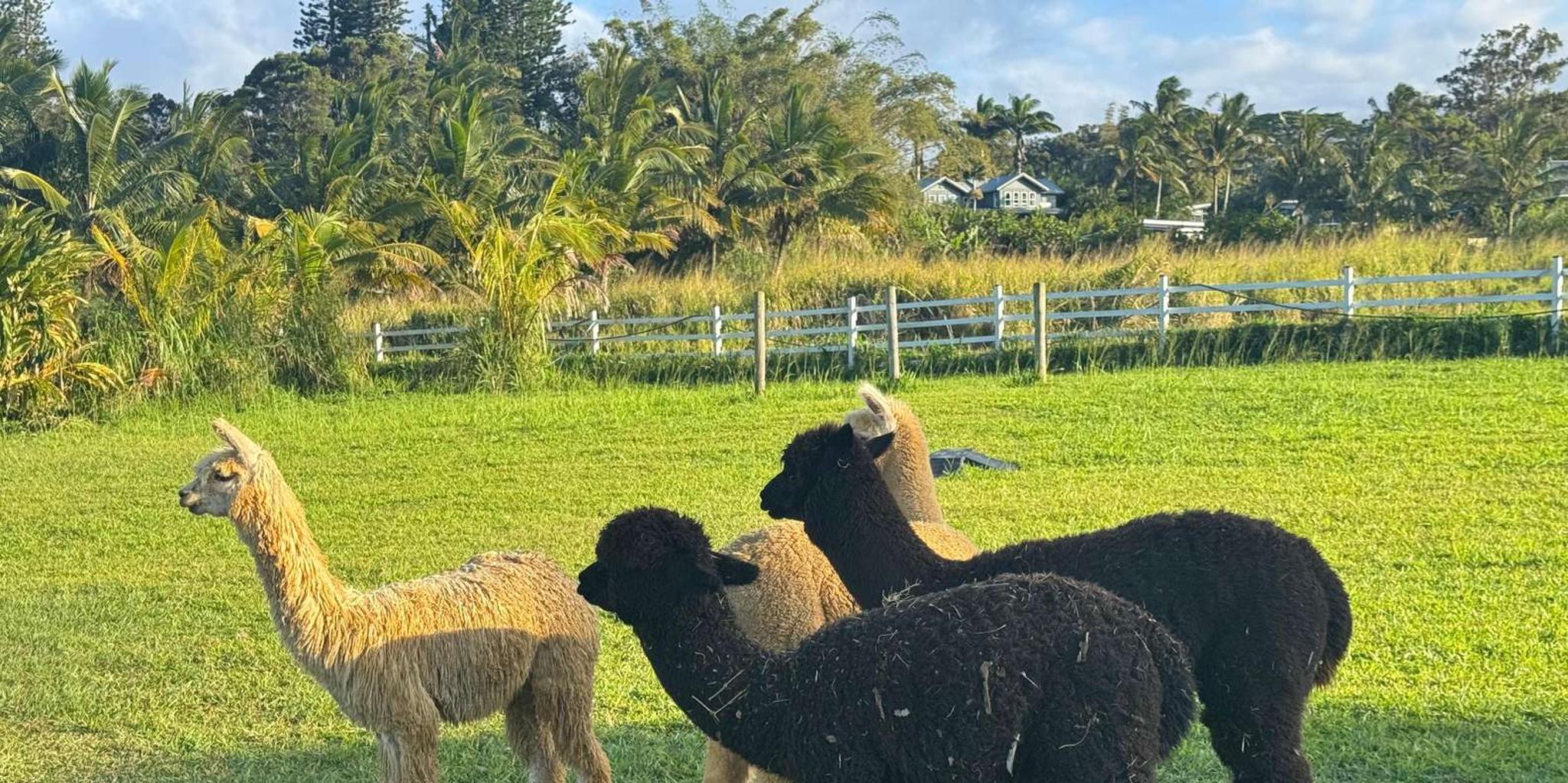 Maui Alpaca Tour on the Road to Hana - Image 6