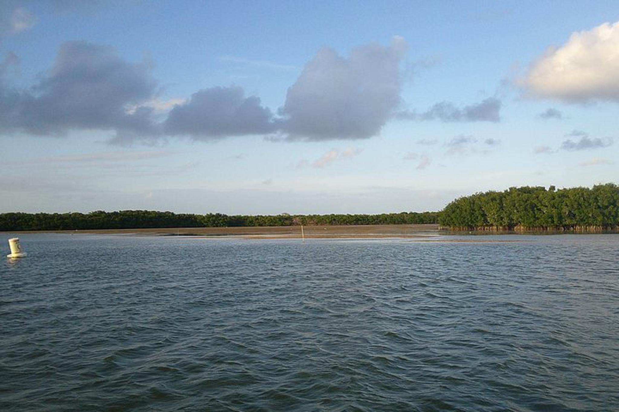 Key Largo Mangrove Eco-Tour 90 Min - Image 6