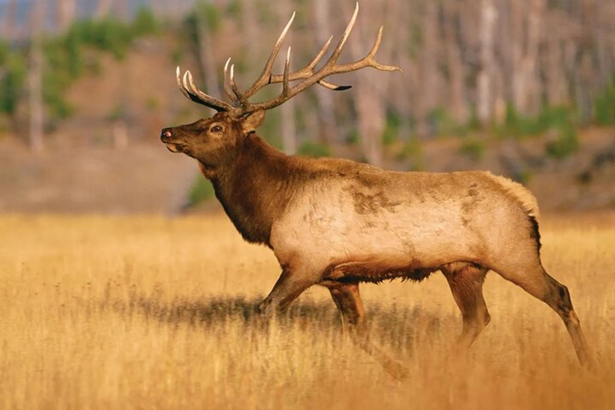 Yellowstone Private Tour with Surprise Activity - Image 6