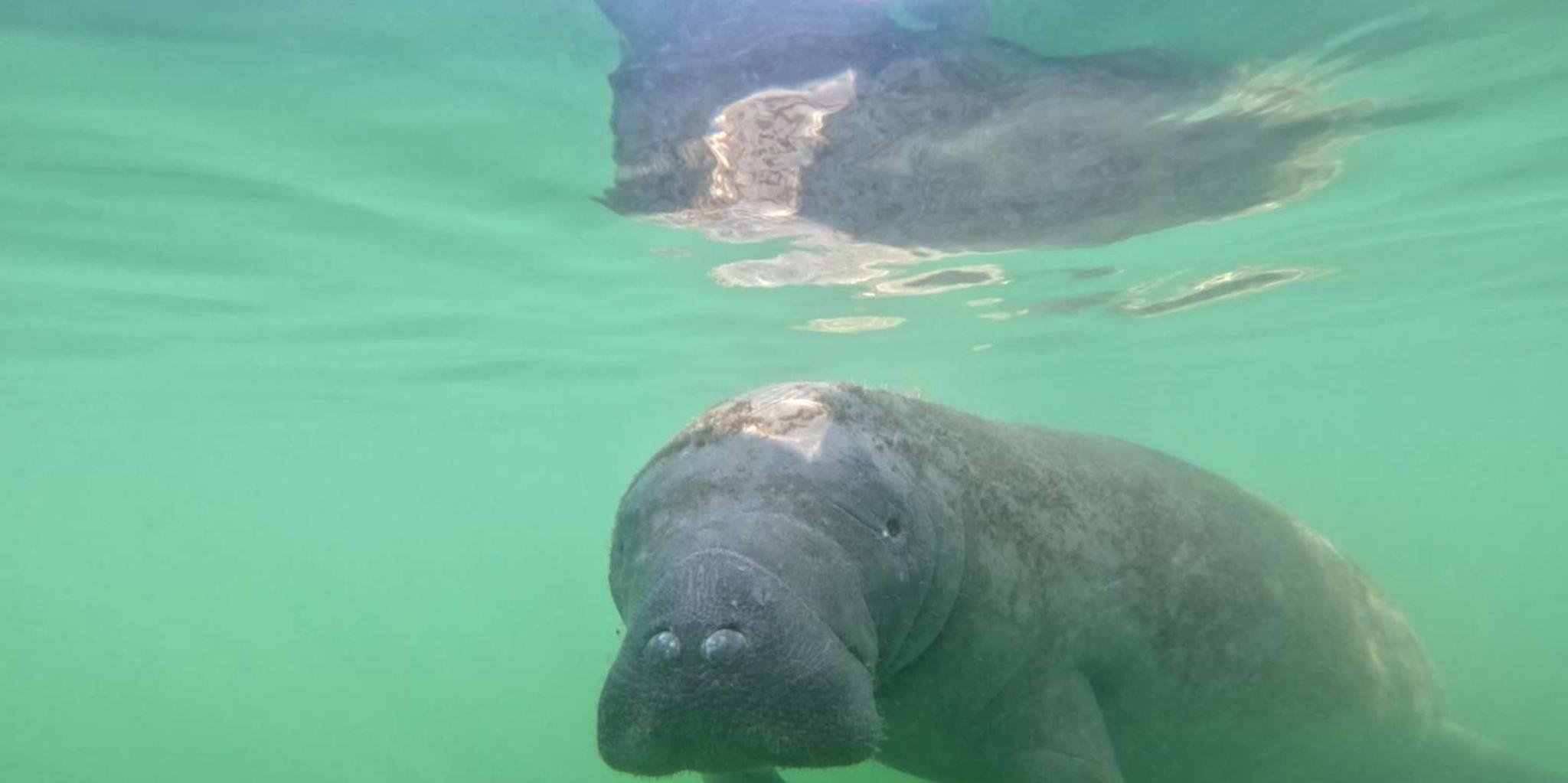 Anna Maria Pedal Kayak Eco-Tour - Image 4