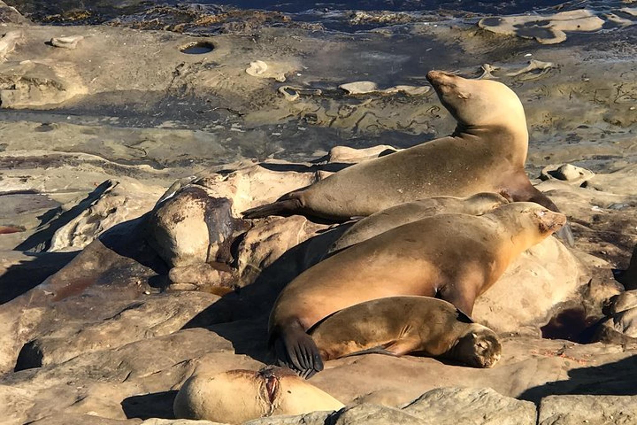 La Jolla Segway Tour - Image 4