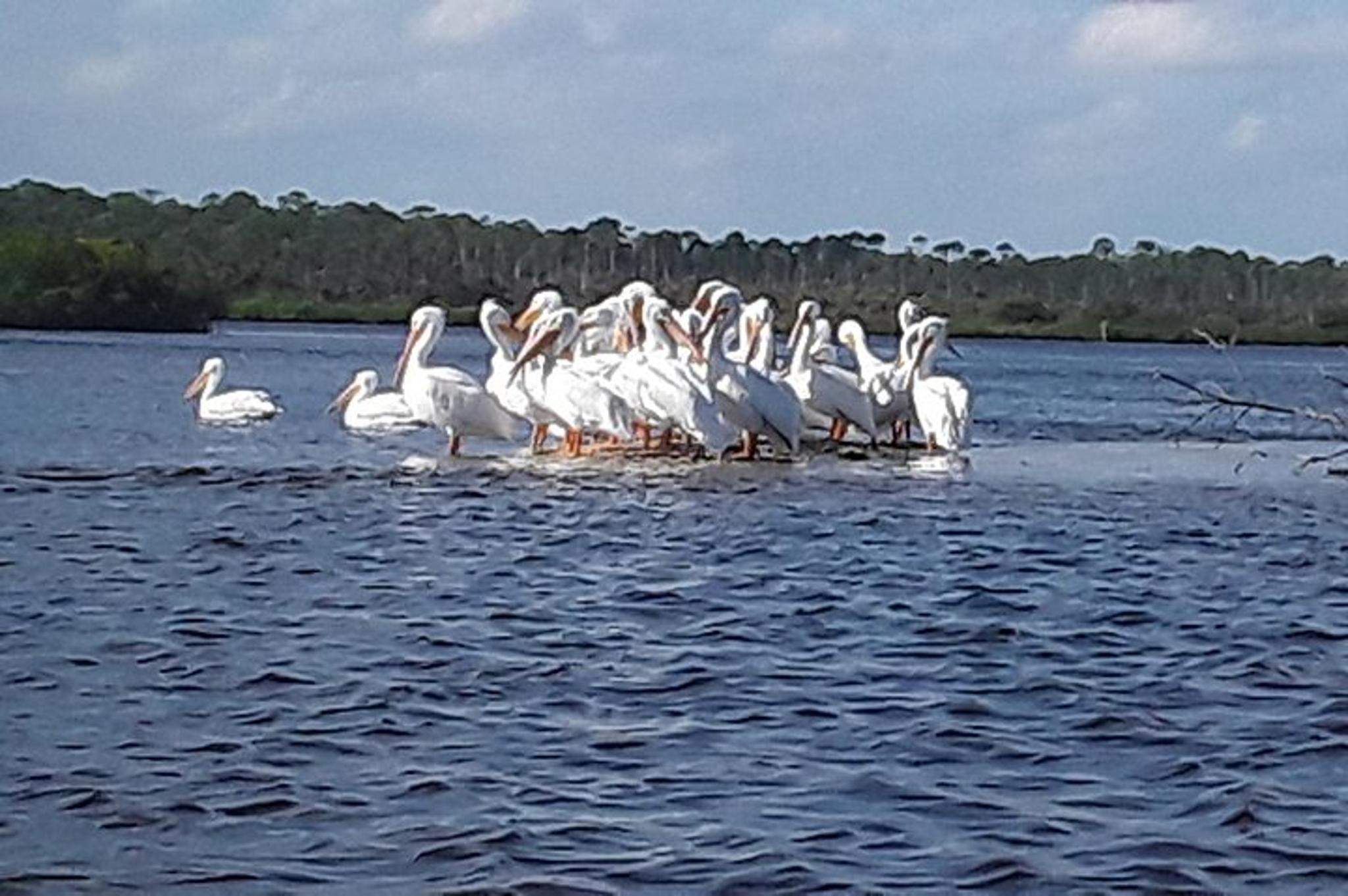 New Smyrna Beach Wildlife Eco Kayak Tour - Image 4