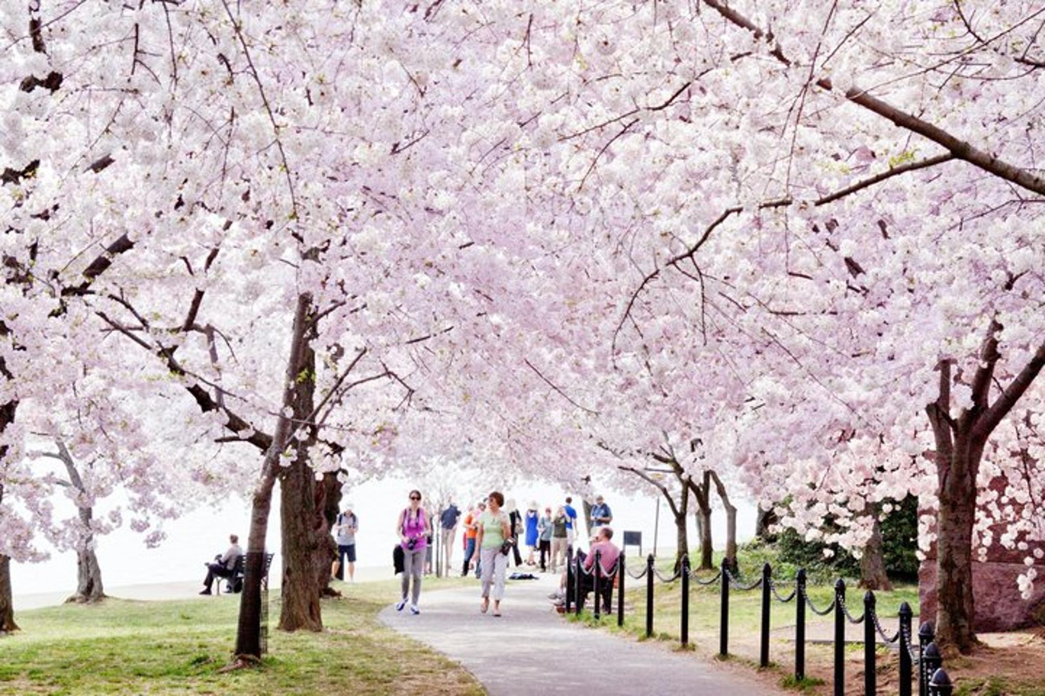 Washington DC National Mall and Arlington Cemetery Tour - Image 2