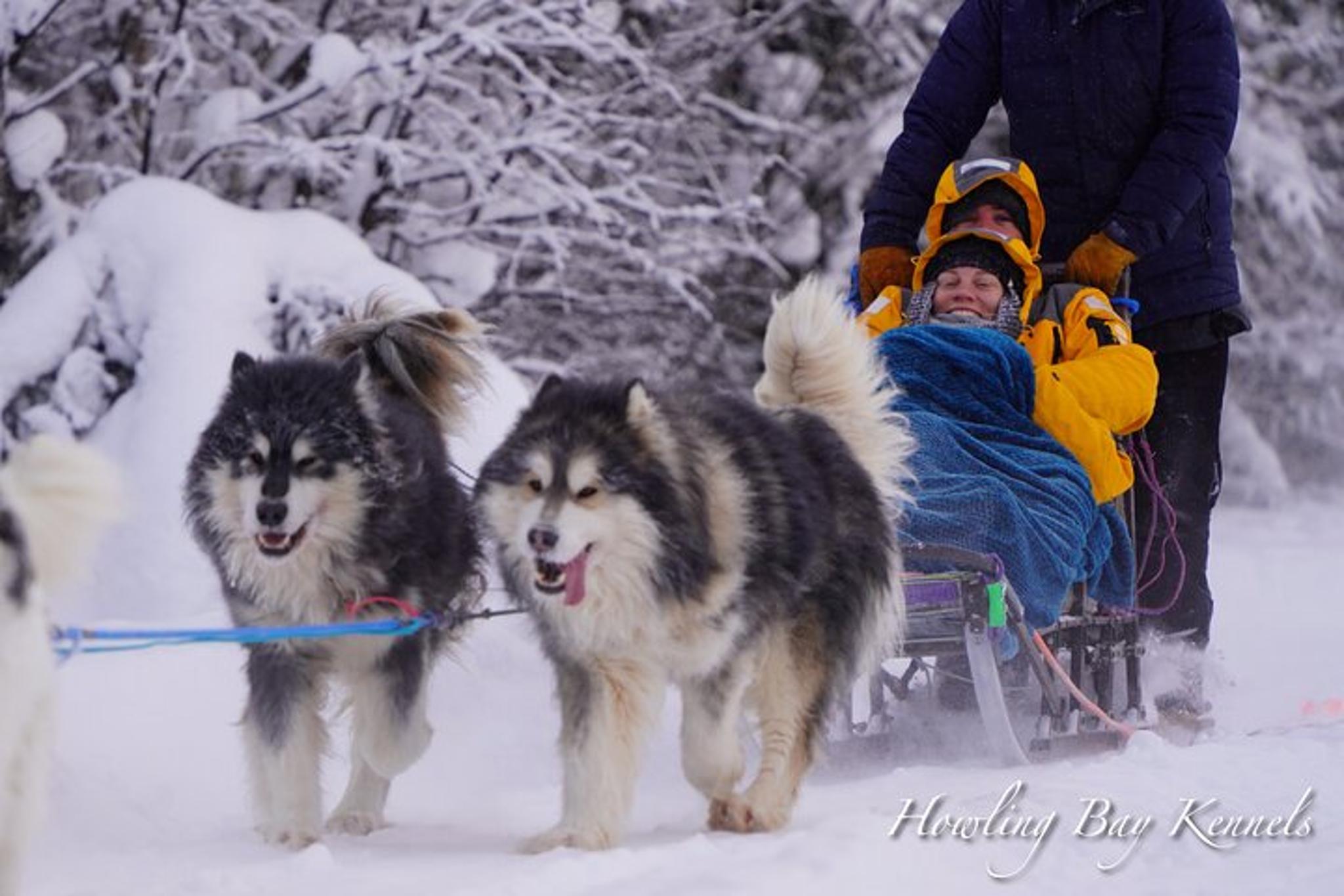Fairbanks Dogsled Adventure with Homestead Tour - Image 2