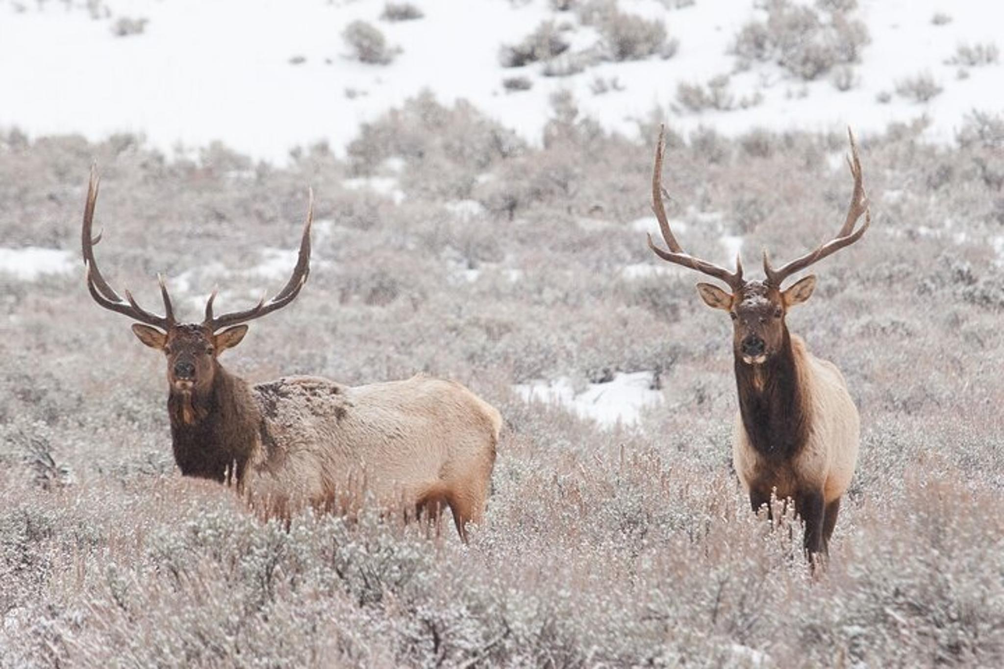 Jackson Hole Winter Wildlife Tour - Image 4