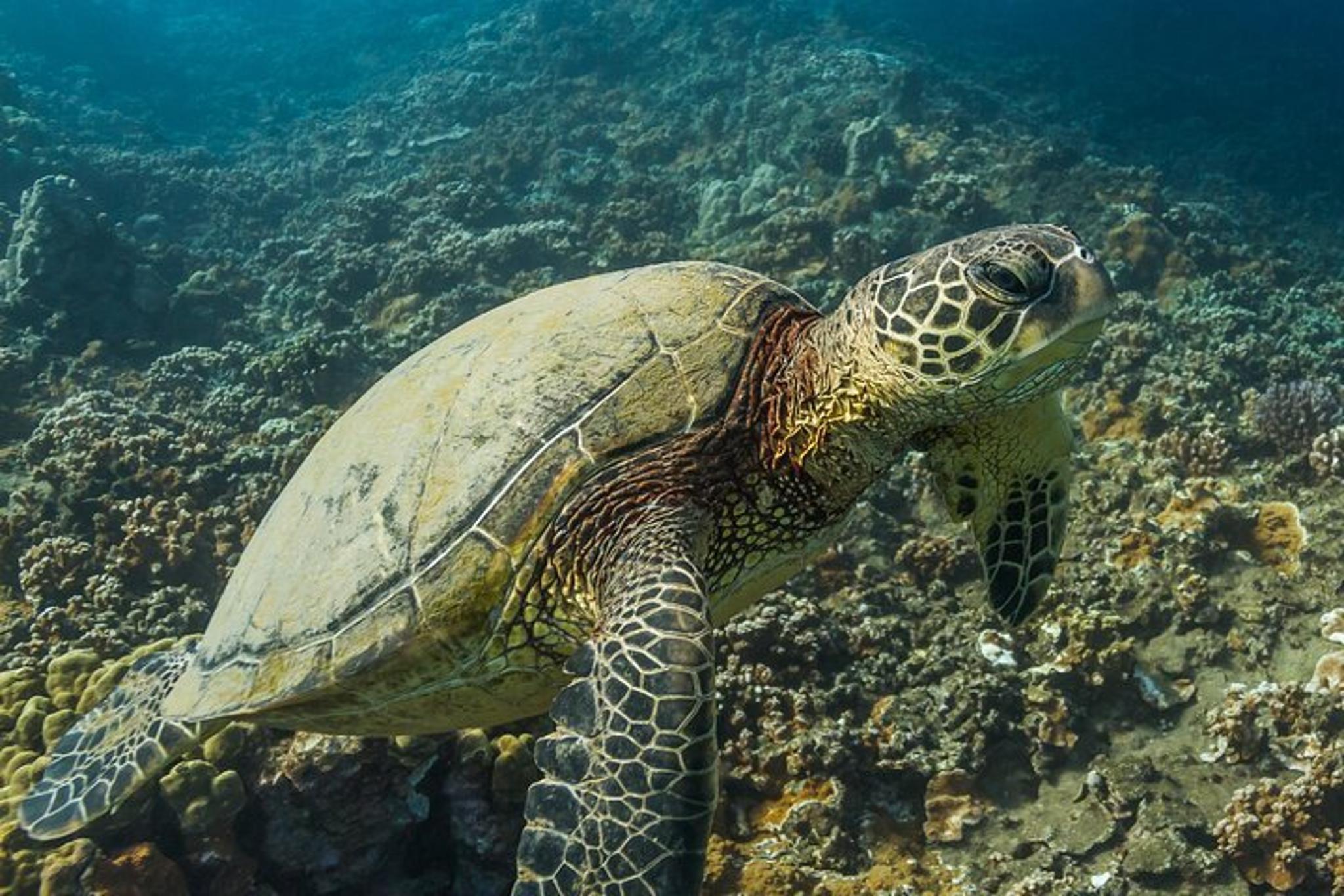 Maui Turtle Reef Snorkel - Image 3