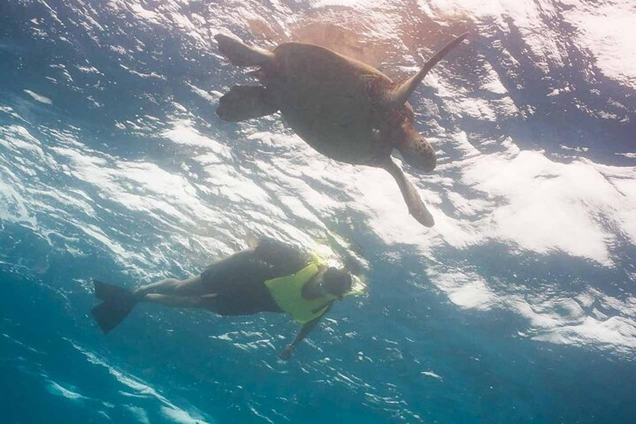 Hawaii Snorkeling Tour with Turtles 2.5 hr - Image 3