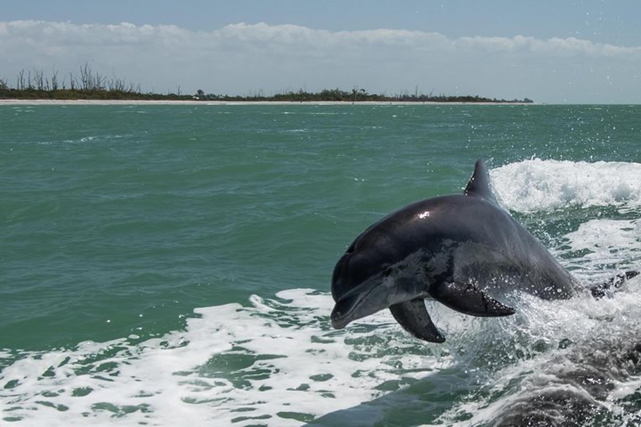 Naples Eco Boat Tour with Island Stop 2 hr 45 min - Image 2