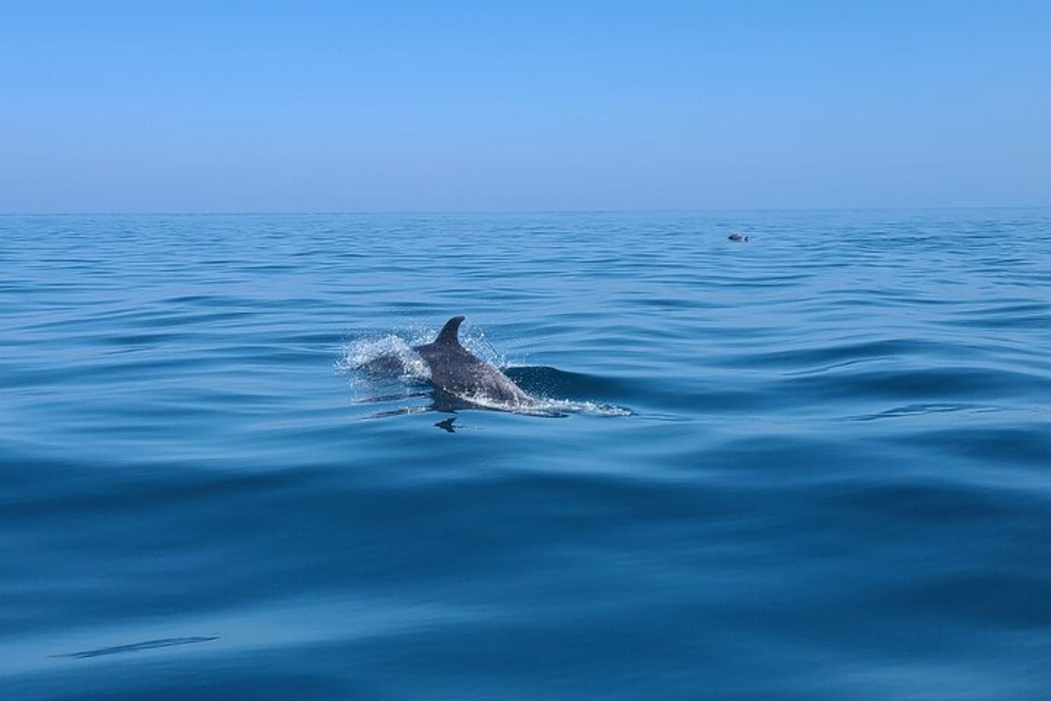 Long Beach Jetski Coastal Tour 2 hr - Image 3