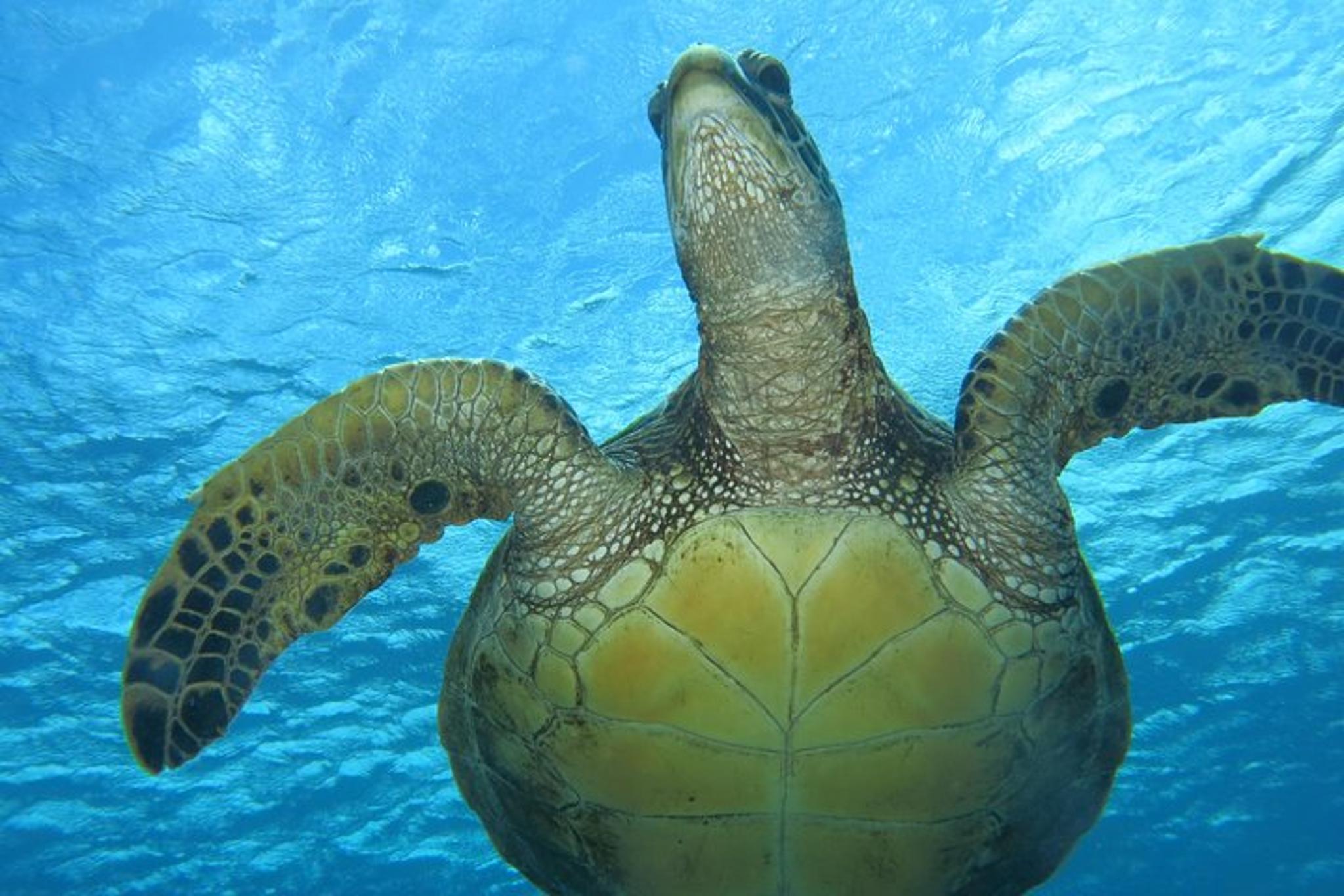 Lahaina Scuba Dive with Turtles and Sharks 2 hr - Image 1