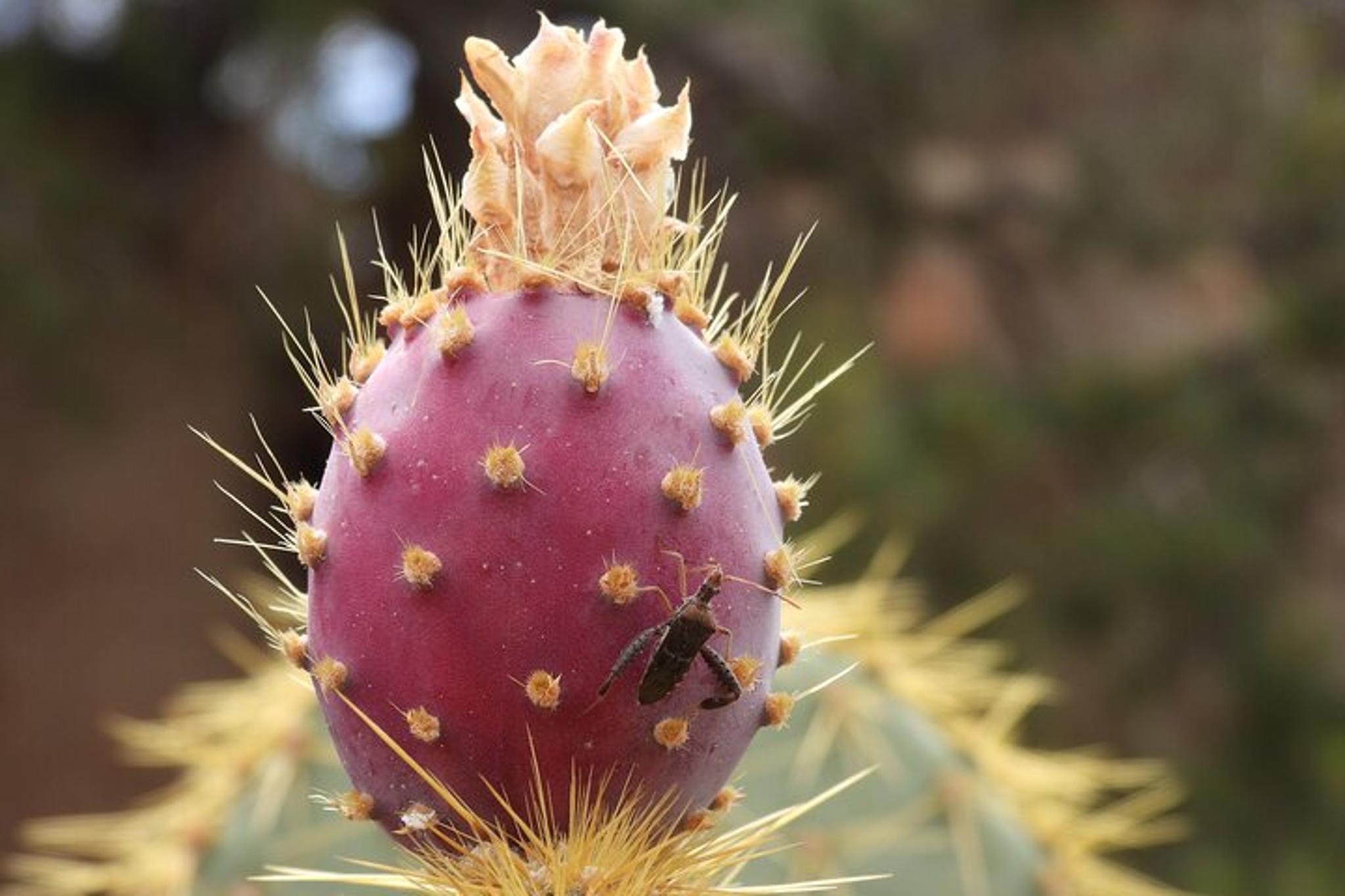 Joshua Tree National Park Guided Hike