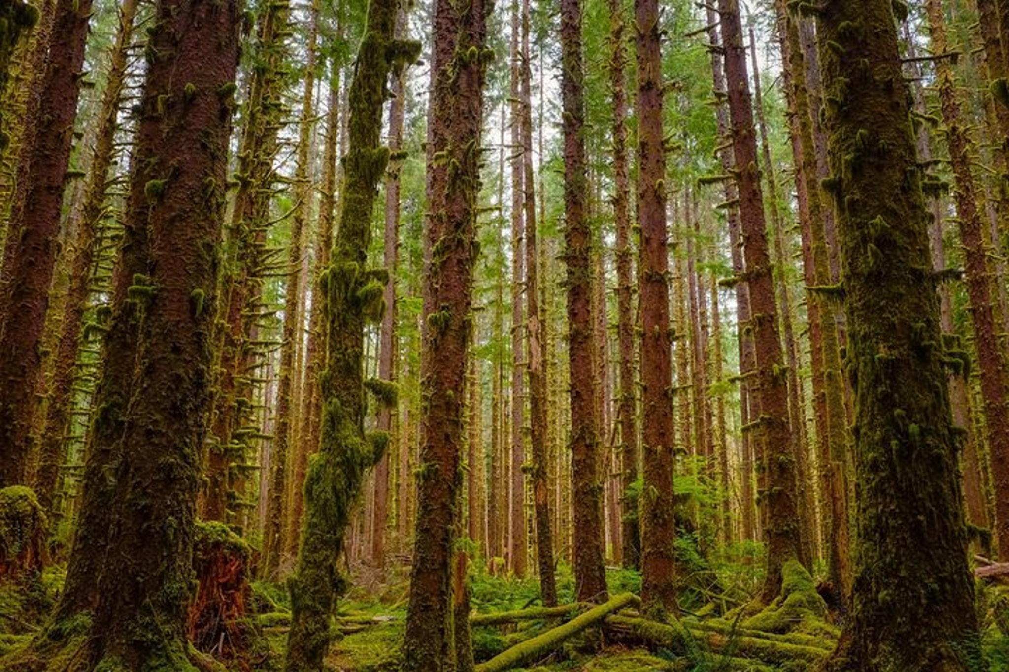 Olympic Backpacking: Hoh Rainforest & Blue Glacier 5-Day - Image 4