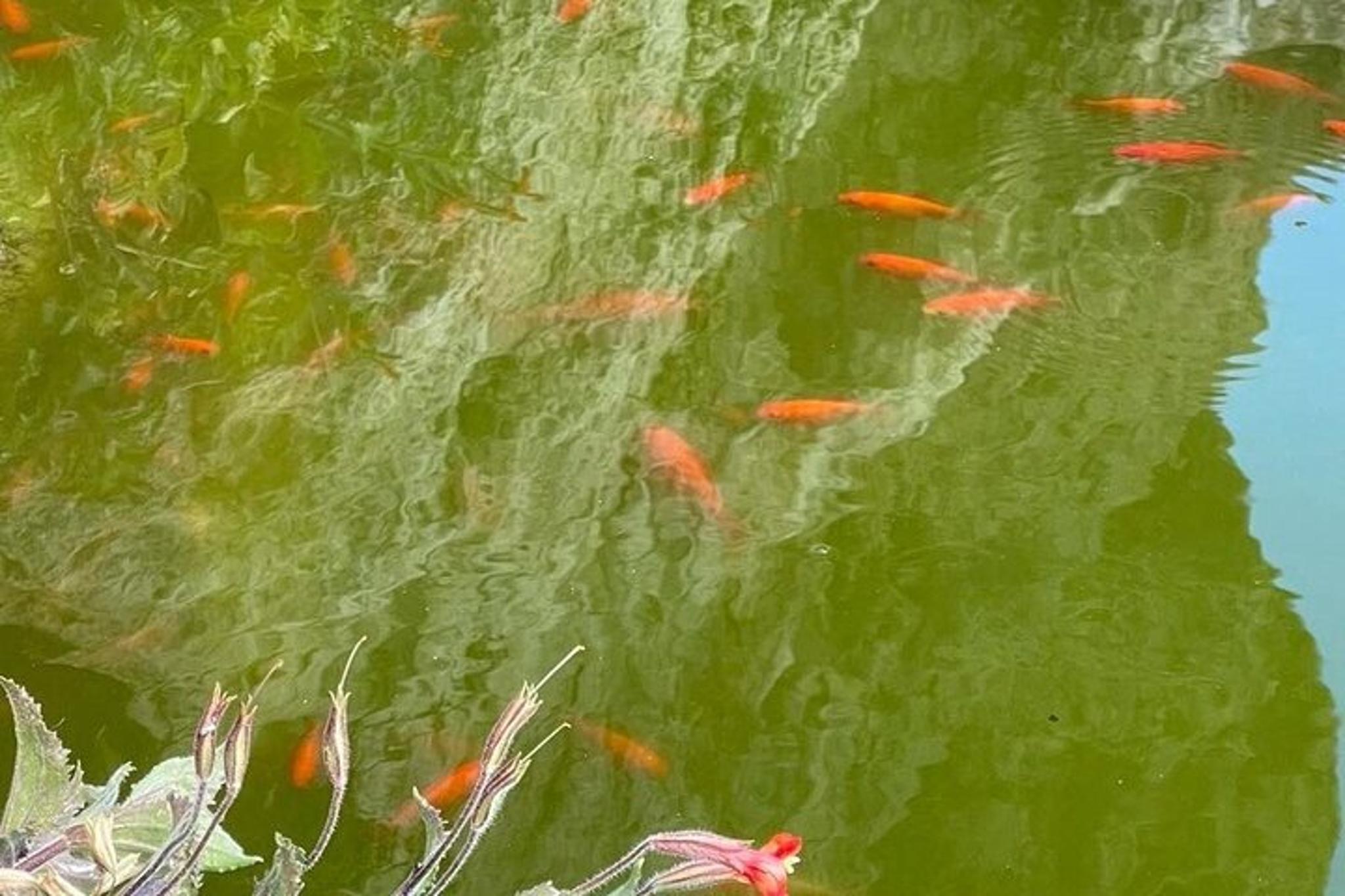Oatman Old West Town Tour: Route 66 & Black Mountain - Image 6