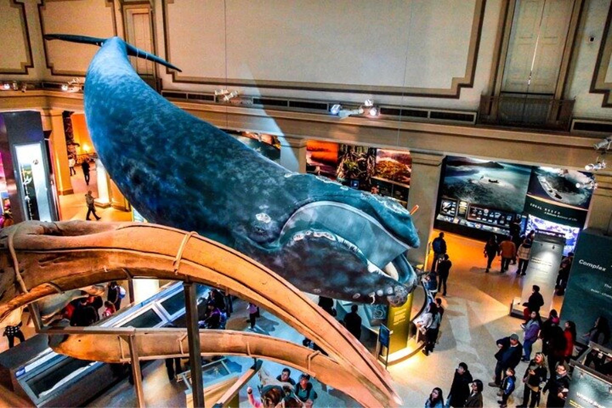 Washington DC Natural History Museum Tour - Image 5