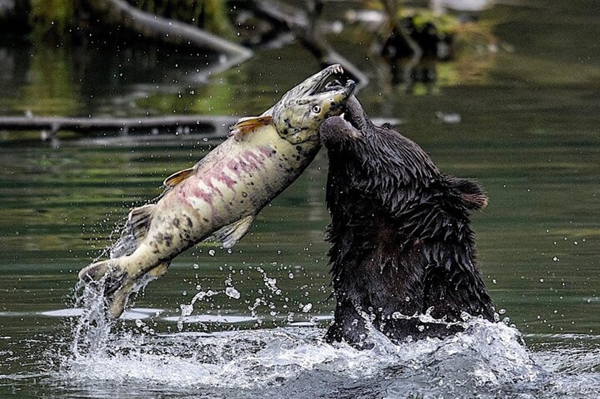 Ketchikan Private Wildlife Tour - Image 2