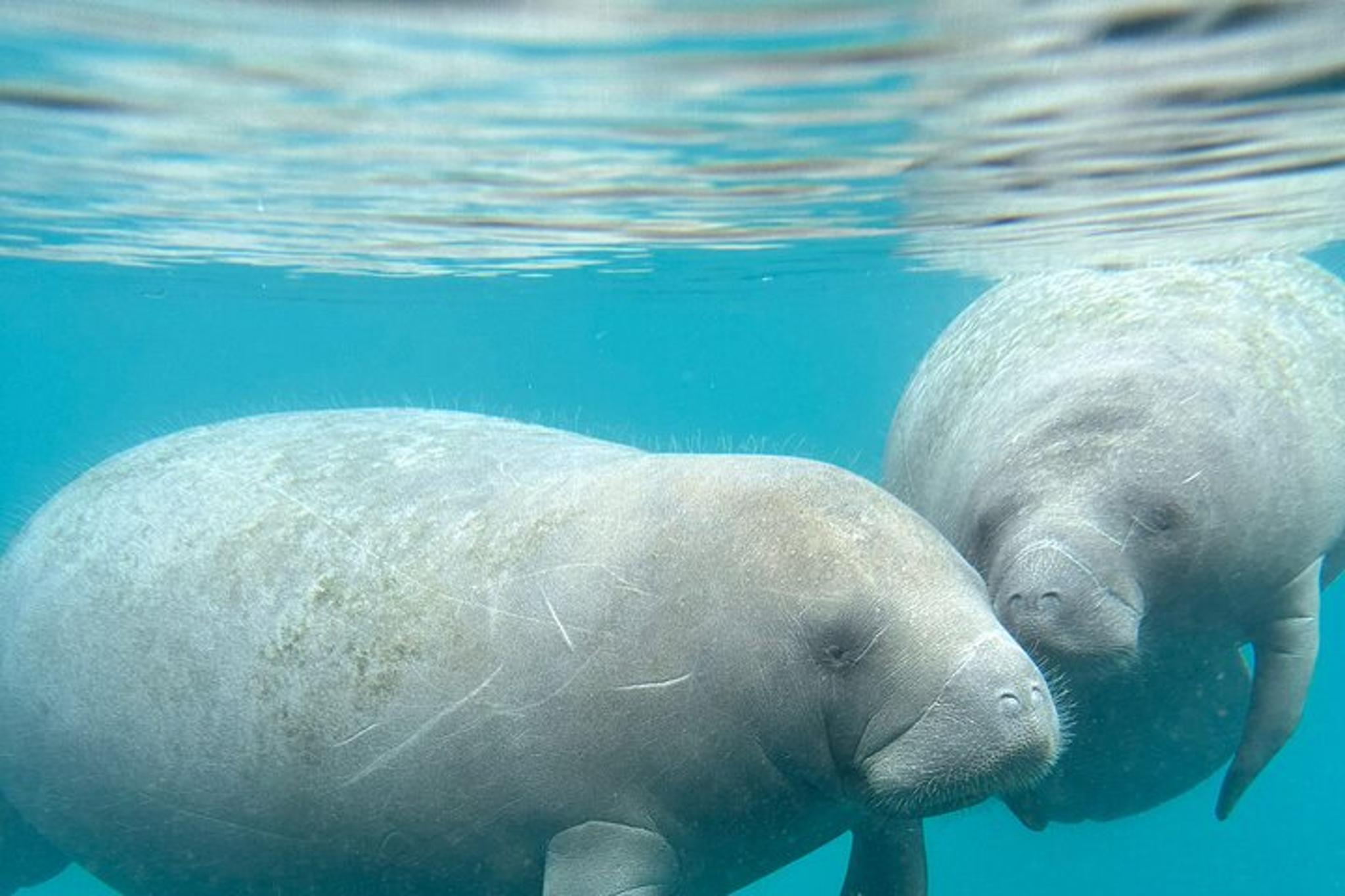 Silver Springs Self-Guided Clear Kayak Tour 2 hr - Image 3