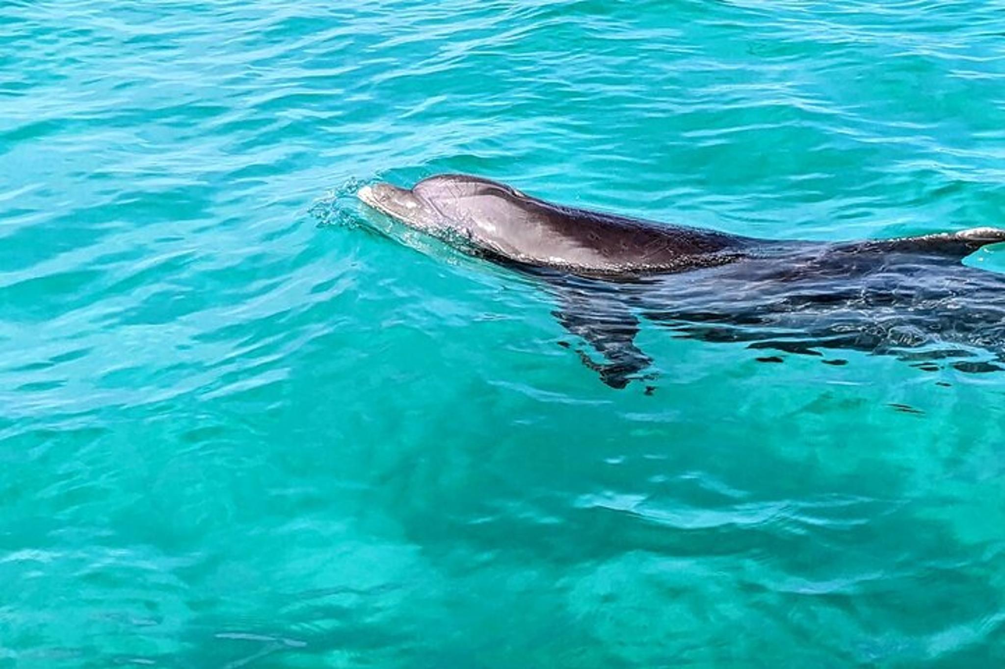 Destin Harbor Dolphin Watching Tour 1 hr - Image 5