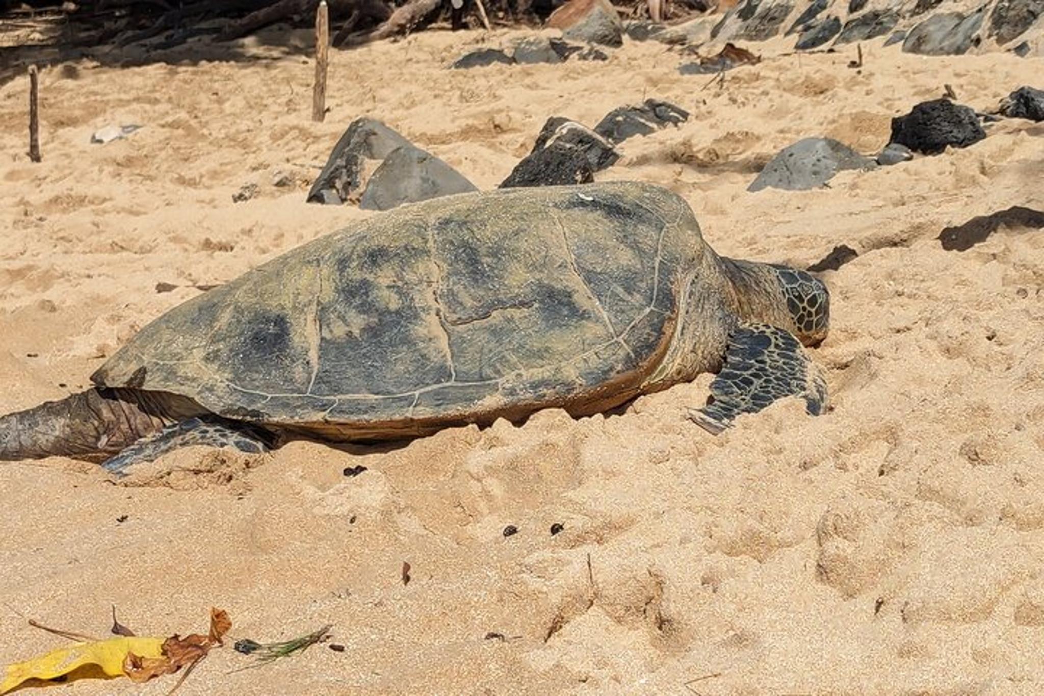 North Shore Tour - Image 2