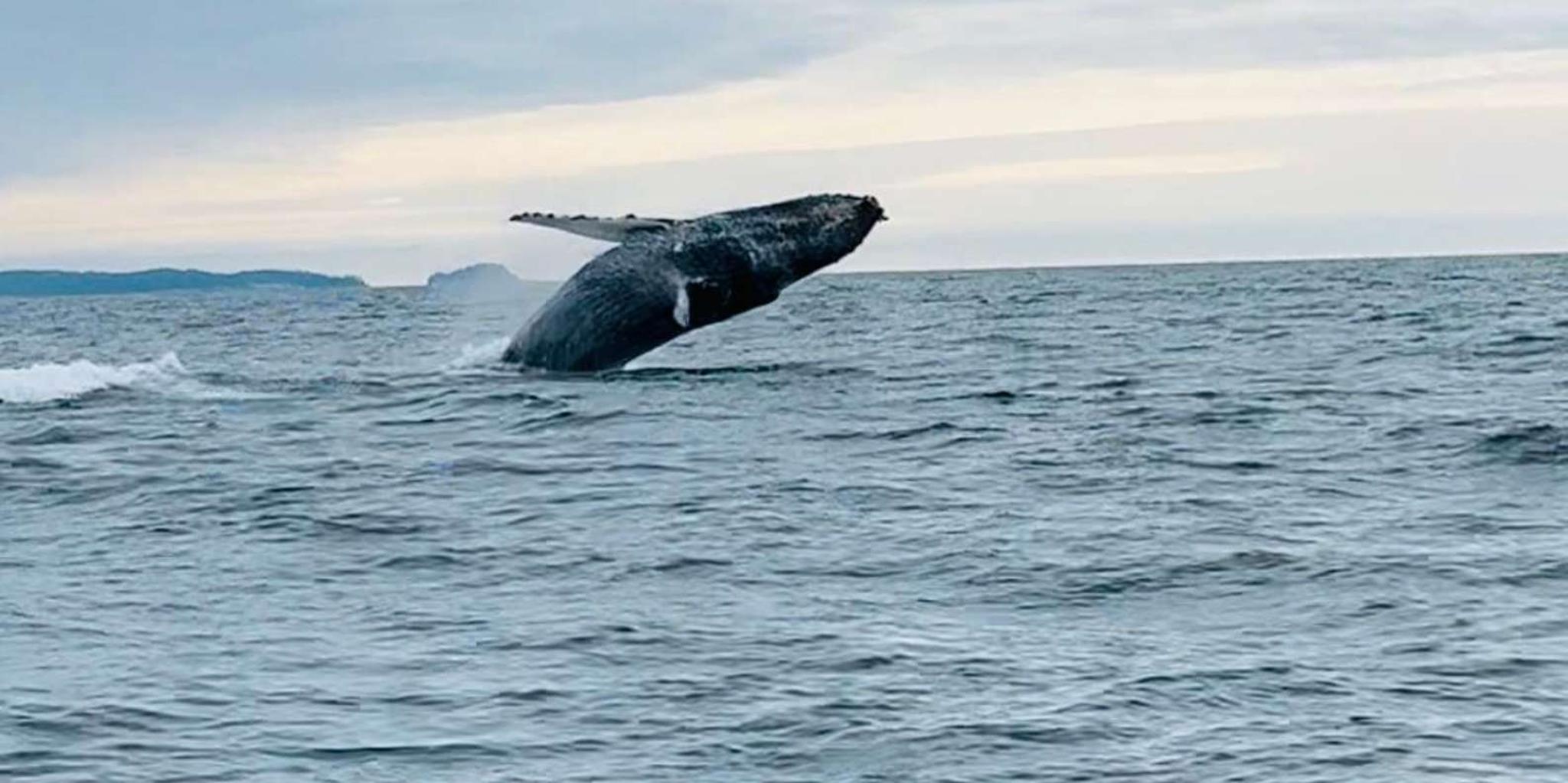Sitka Wildlife and Whale Watching Tour for 6