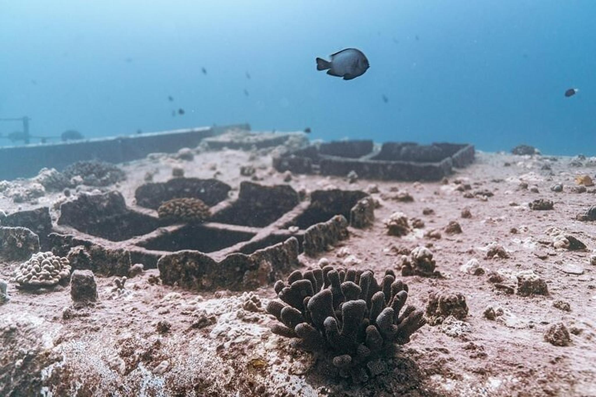Waikiki 2-Tank Wrecks & Reef Boat Dive - Image 5
