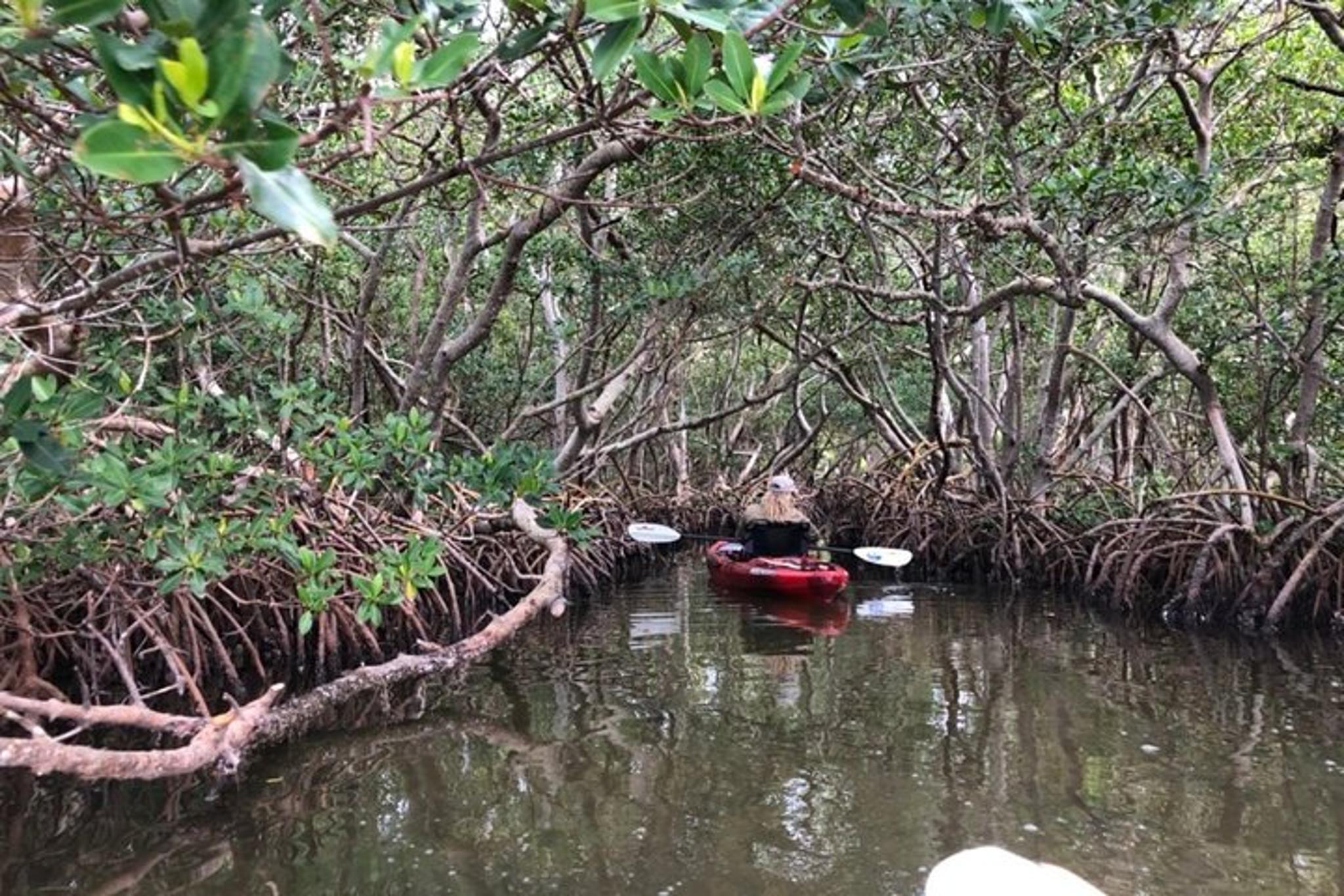 Sarasota Mangrove Tunnel Kayak Tour