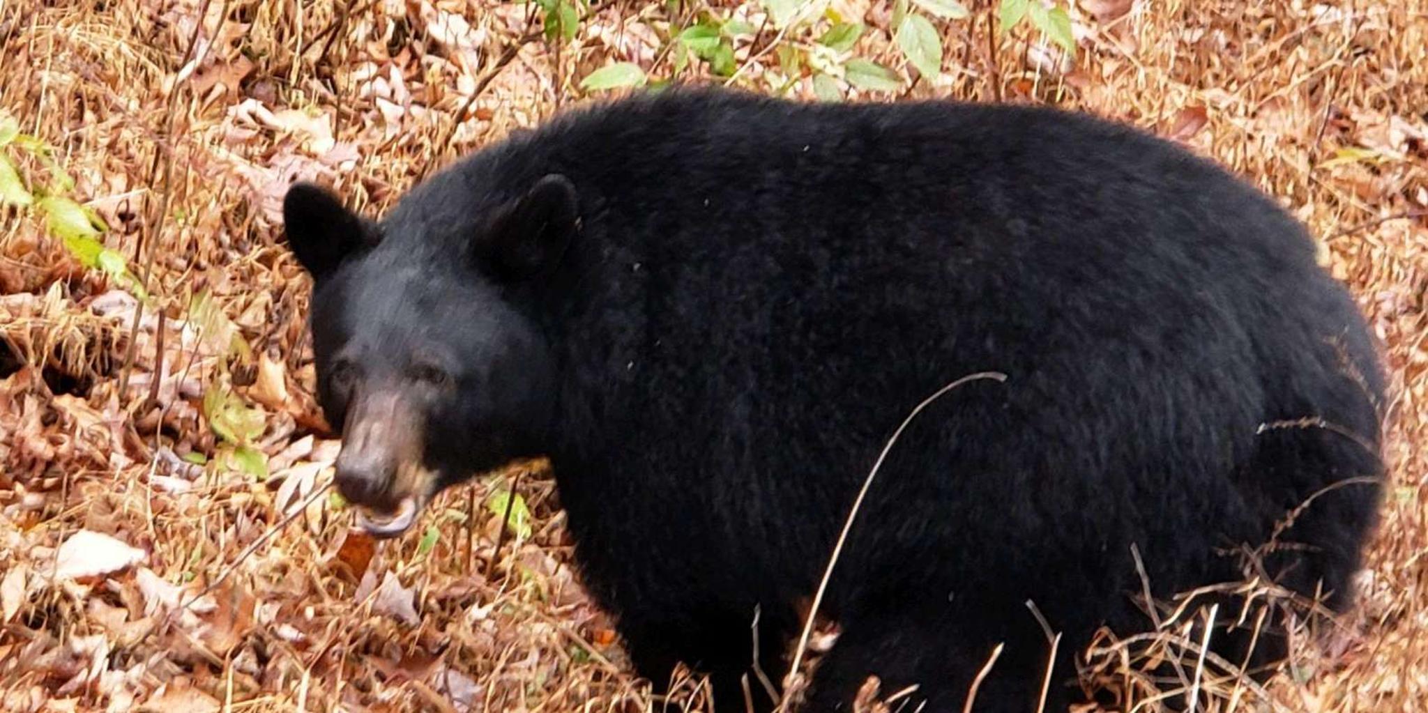 Pigeon Forge Smokies Adventure Loop Guided Tour 2.5 hr - Image 4