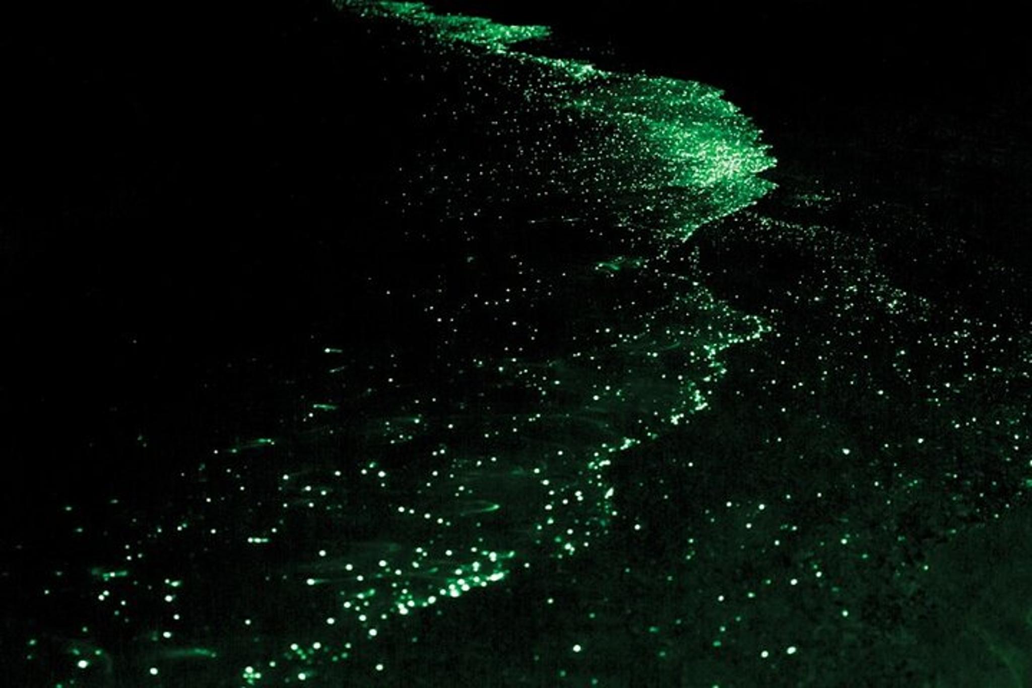San Juan Islands Bioluminescence Kayak Tour