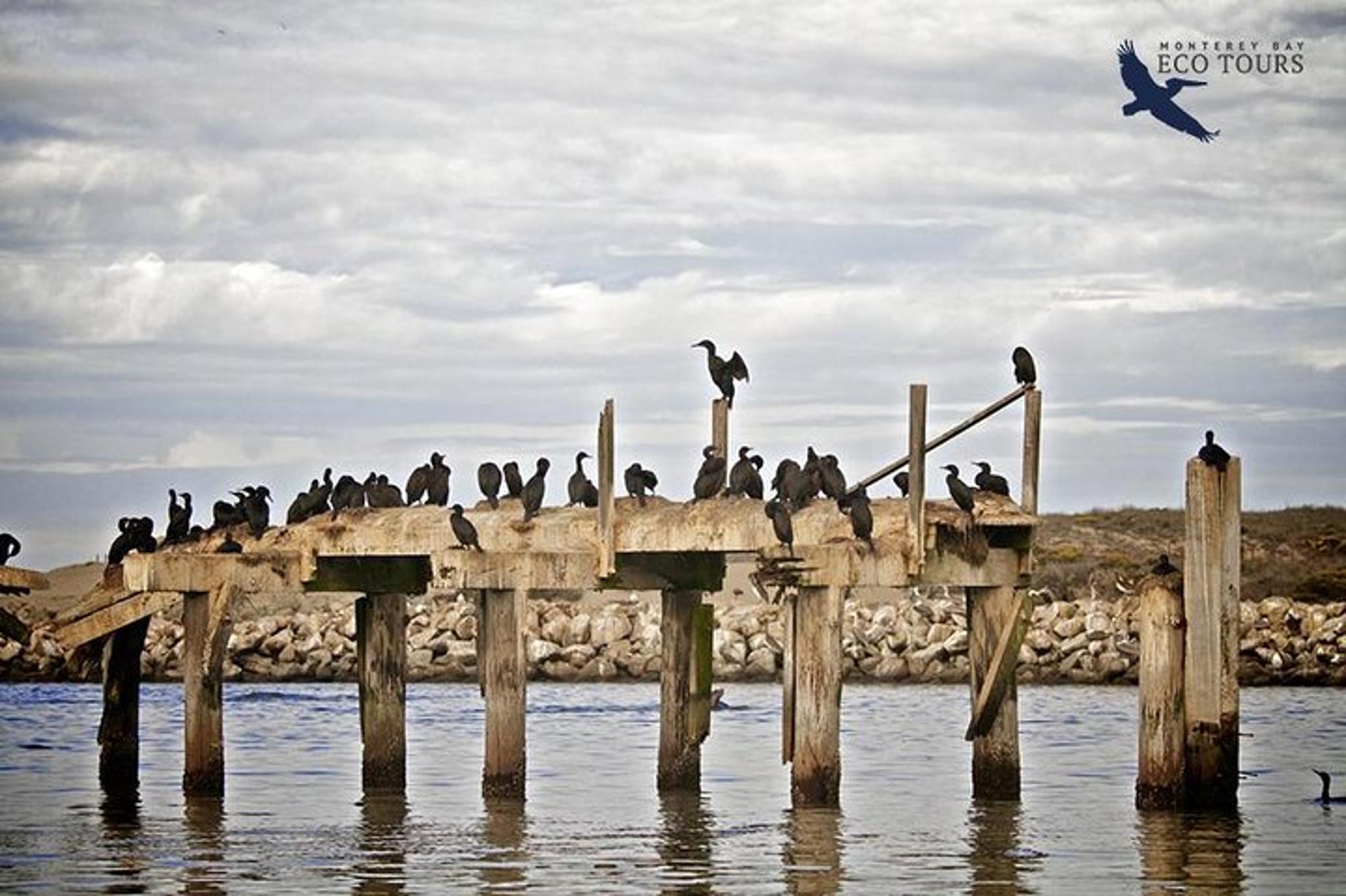 Monterey Wildlife Tour in Elkhorn Slough - Image 5