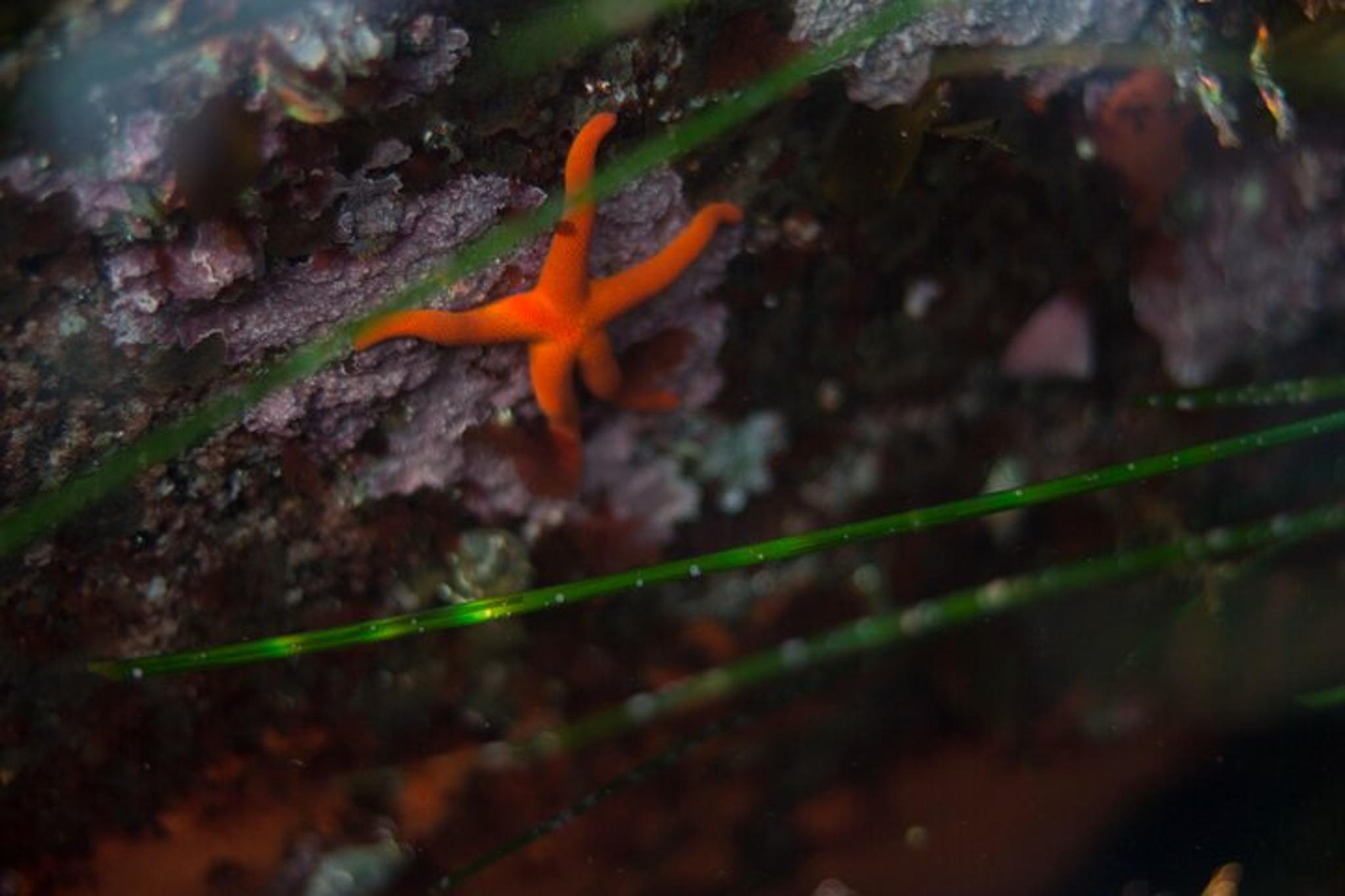 Sitka Snorkel Tour at Magic Island - Image 4