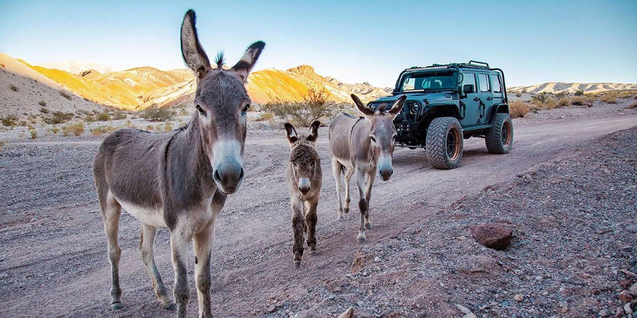 Las Vegas Off-Road Adventure with Wildlife and Ghost Towns