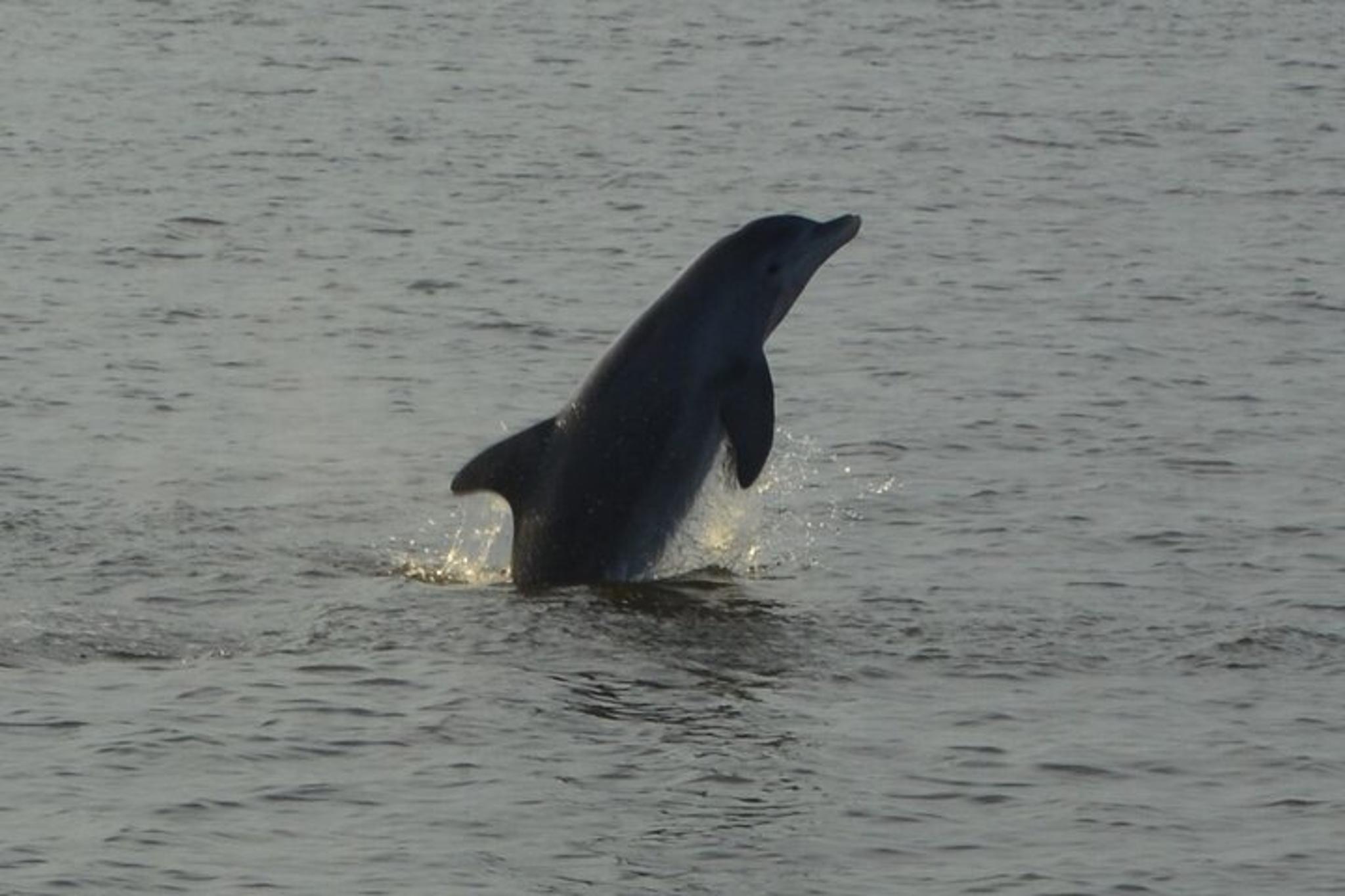 Orange Beach Dolphin and Nature Eco Tour 2 hr - Image 5