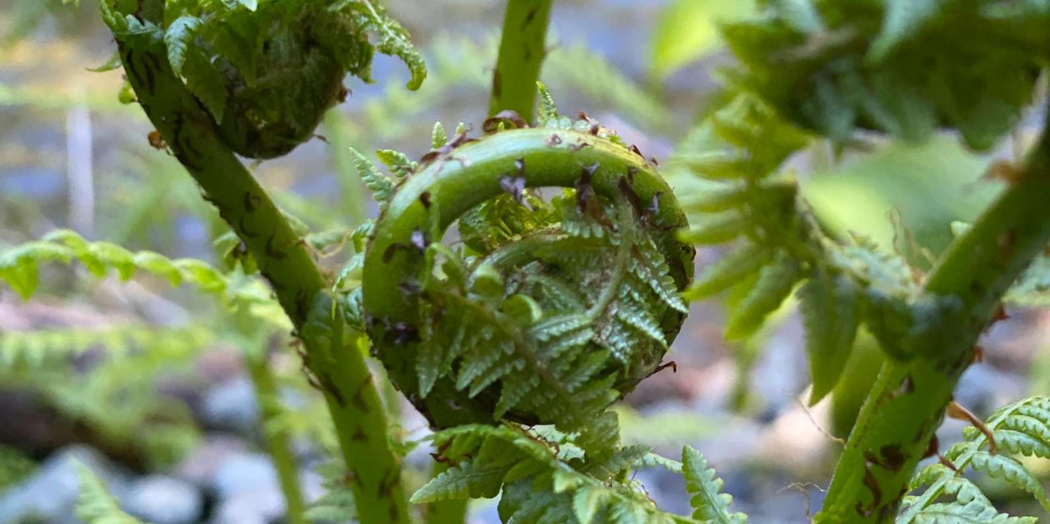Juneau Segway Rainforest Photo Safari - Image 1