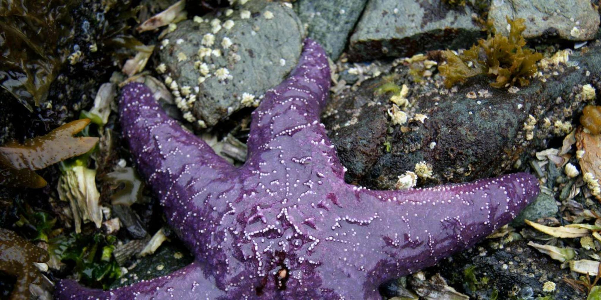 Ketchikan Snorkeling Adventure - Image 5