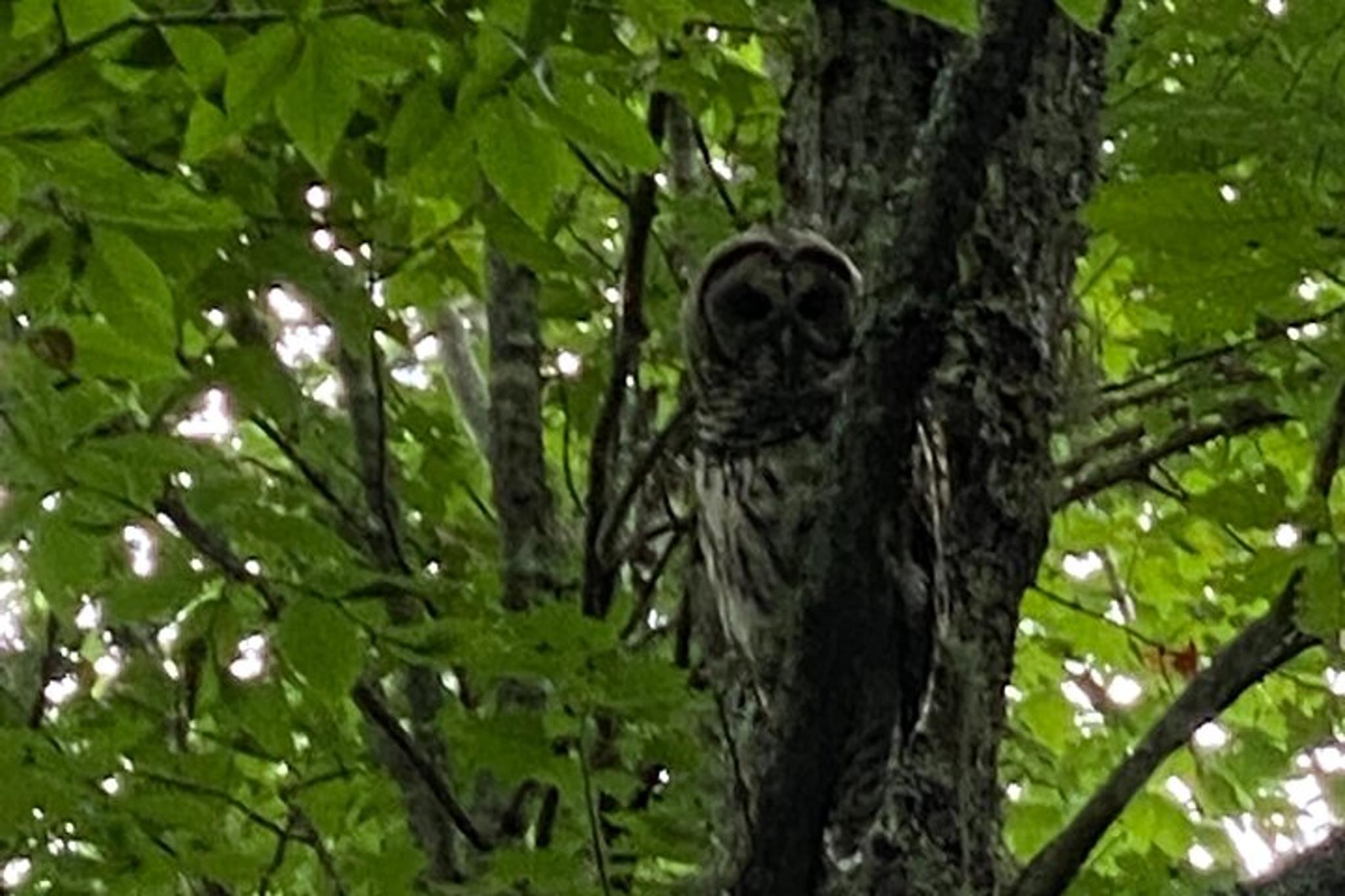 Elk Wilderness UTV Adventure in the Smokies 3 hr - Image 5