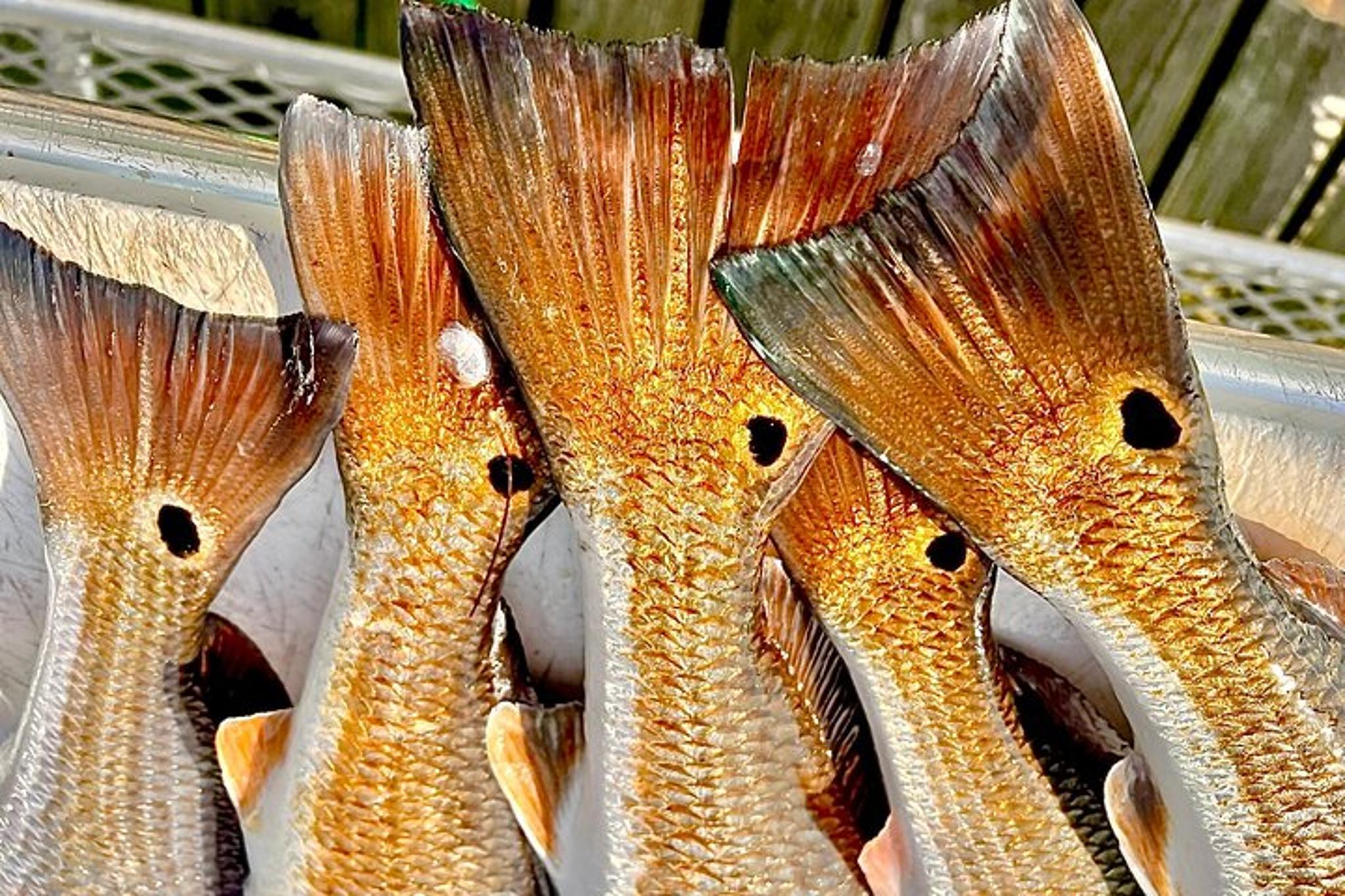 South Padre Bay Fishing Trip