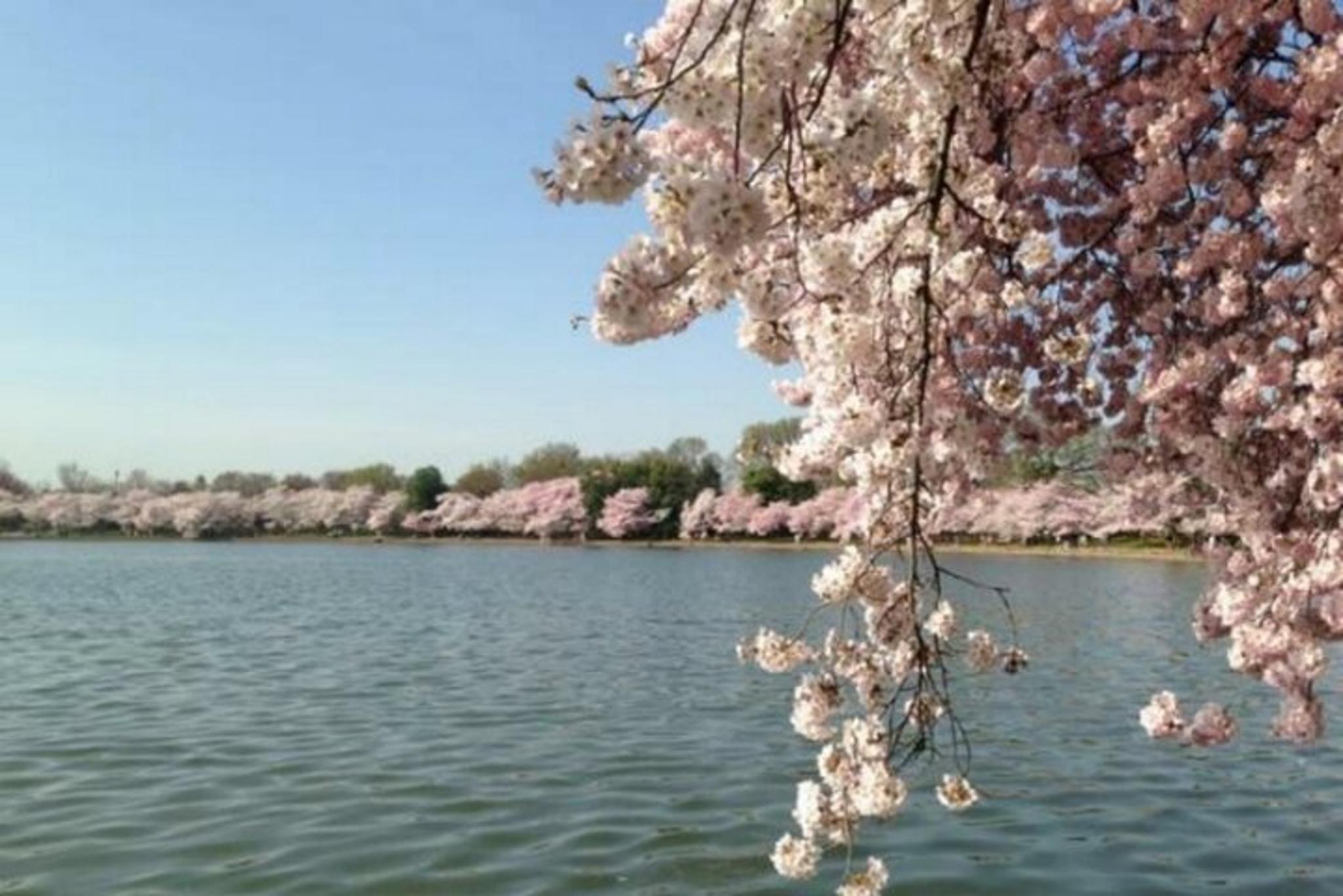 Chicago to Washington D.C. Cherry Blossom Tour - Image 5